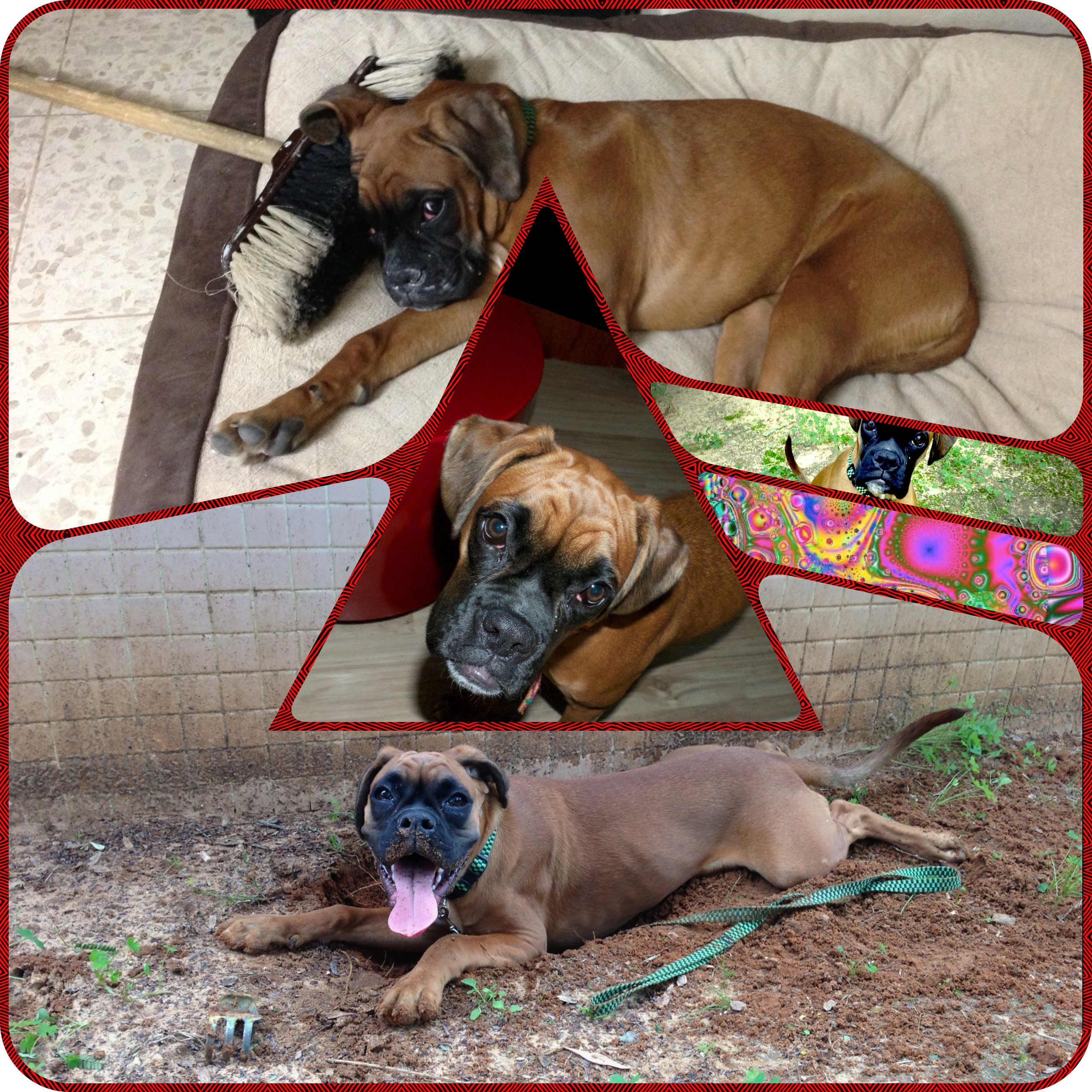 My ״Star״ Boxer Dog