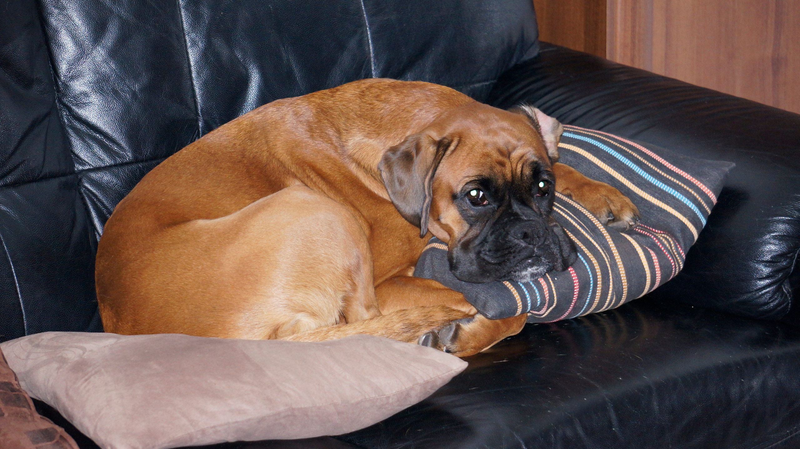 My ״Star״ Boxer Dog