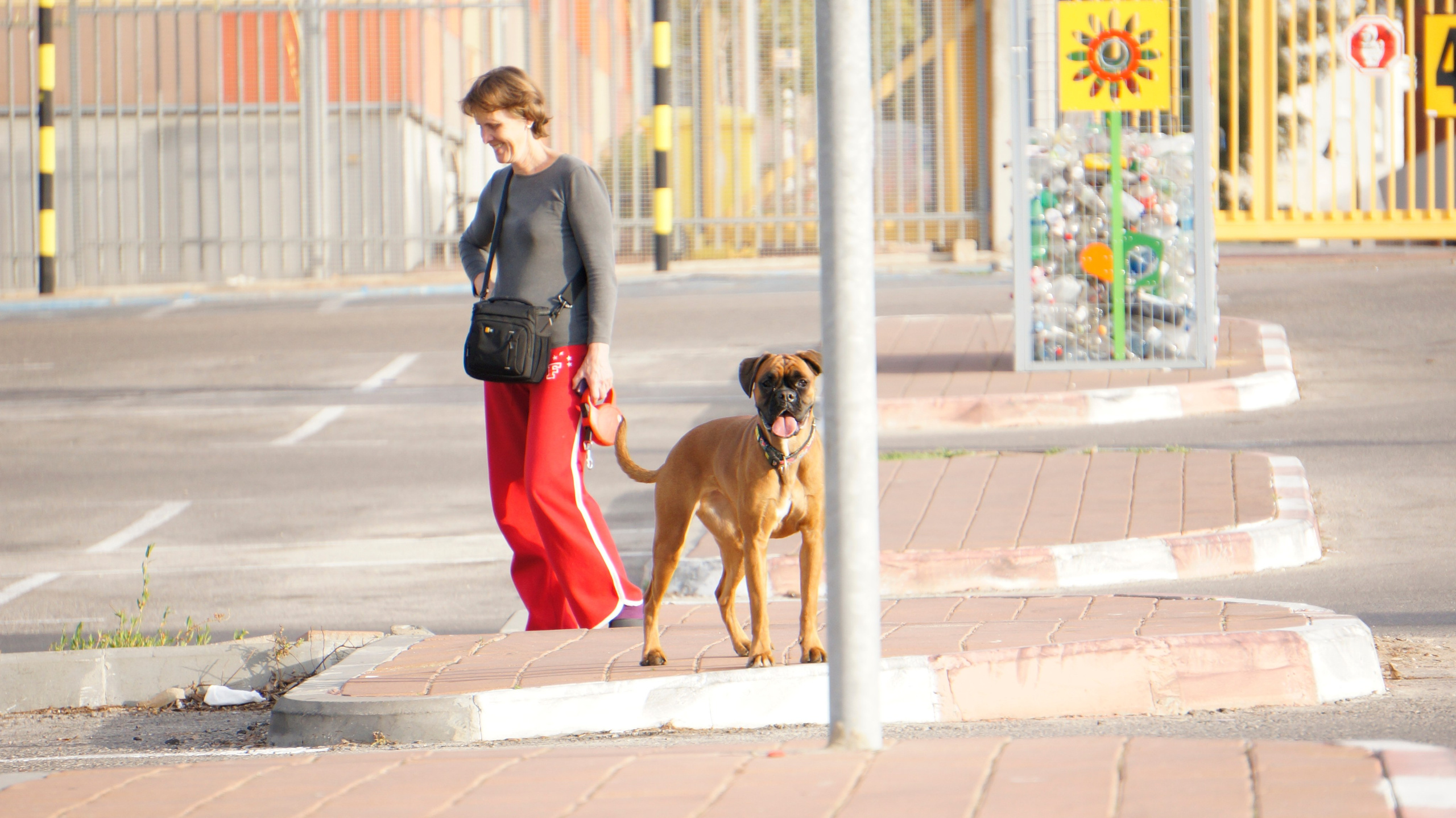 My ״Star״ Boxer Dog