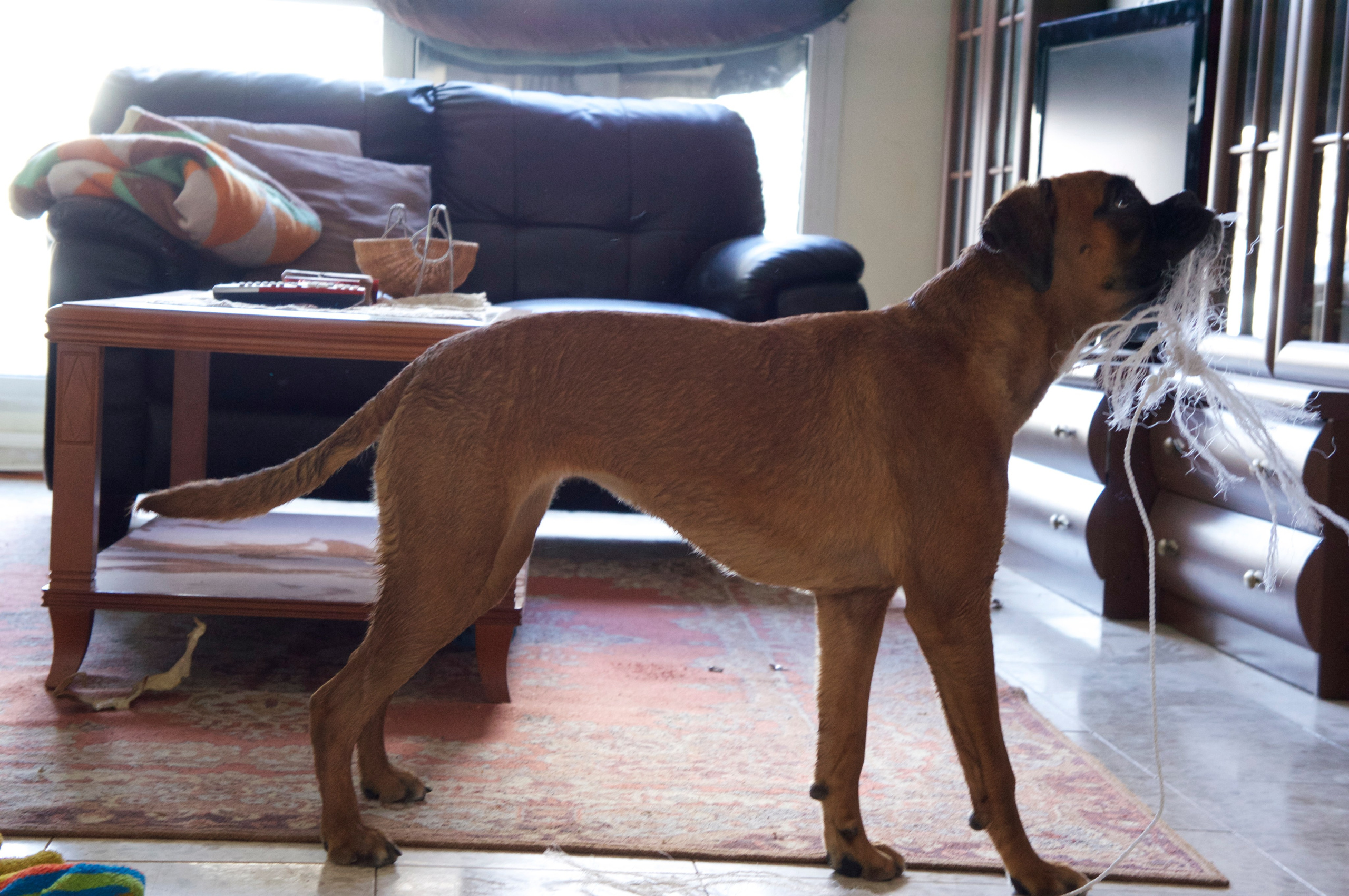 My ״Star״ Boxer Dog