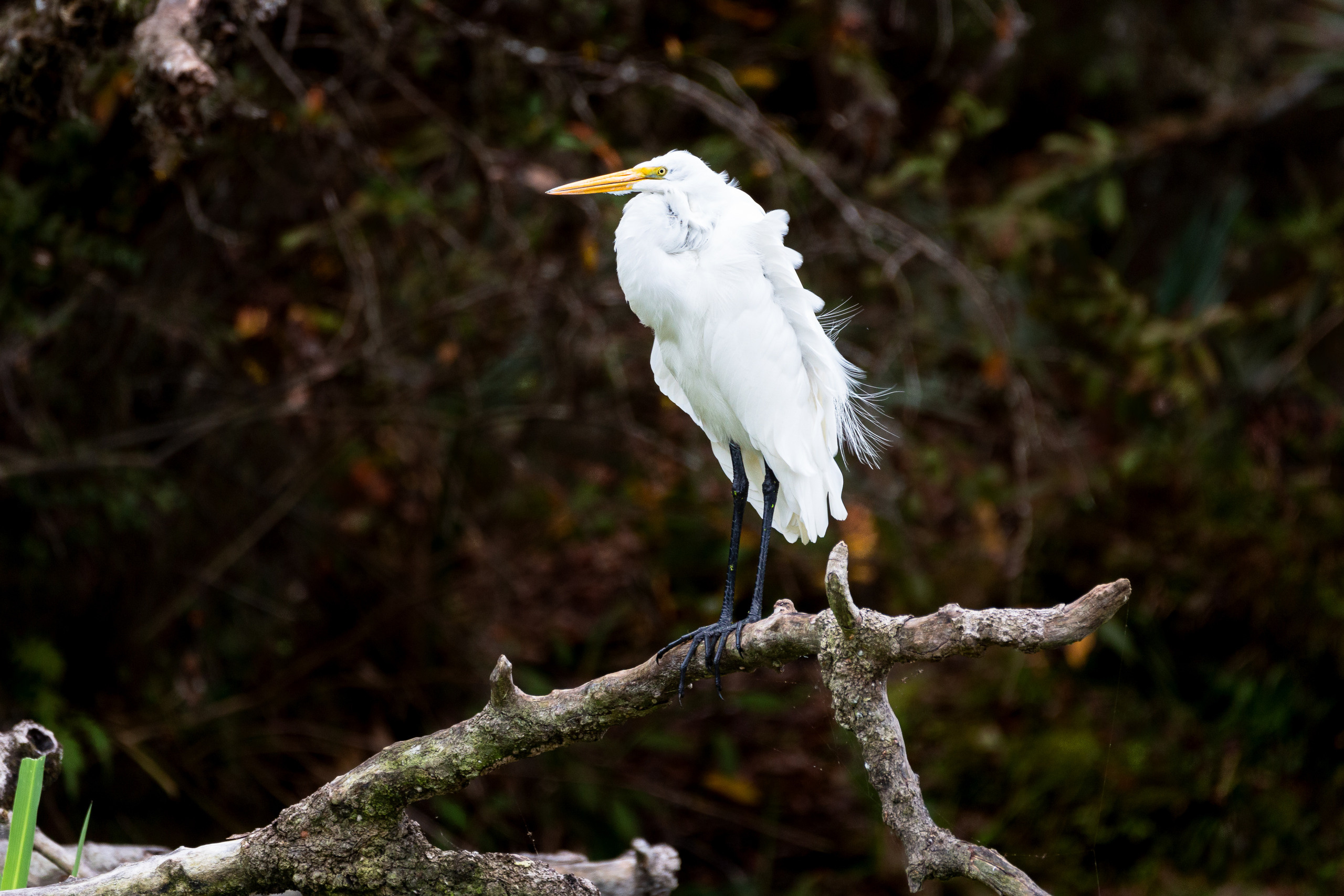 Cypresses, Springs, Birds and Alligators. Pet, Senior, Landscape, portrait studio, photographer in Miami and Sou