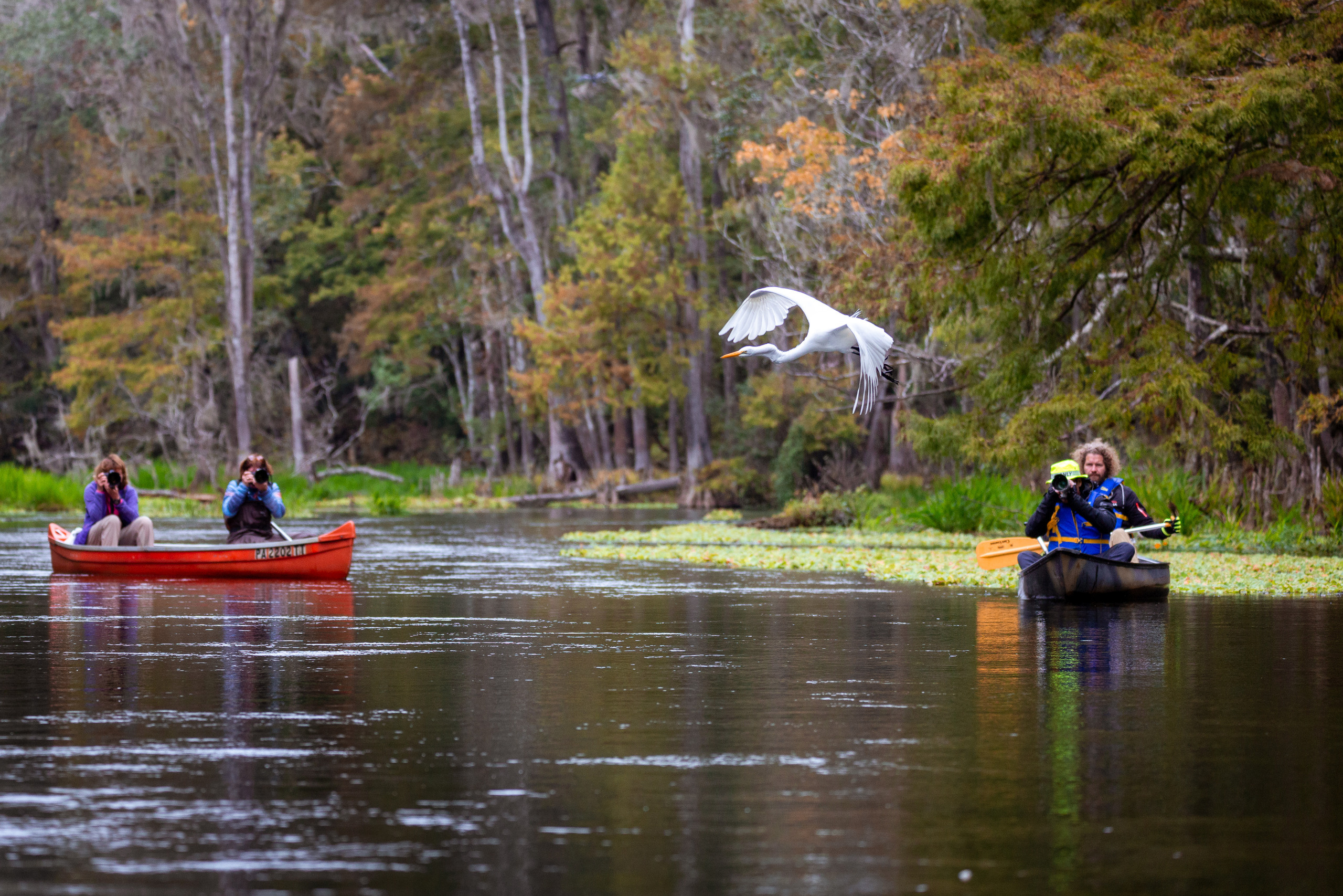 Cypresses, Springs, Birds and Alligators. Pet, Senior, Landscape, portrait studio, photographer in Miami and Sou