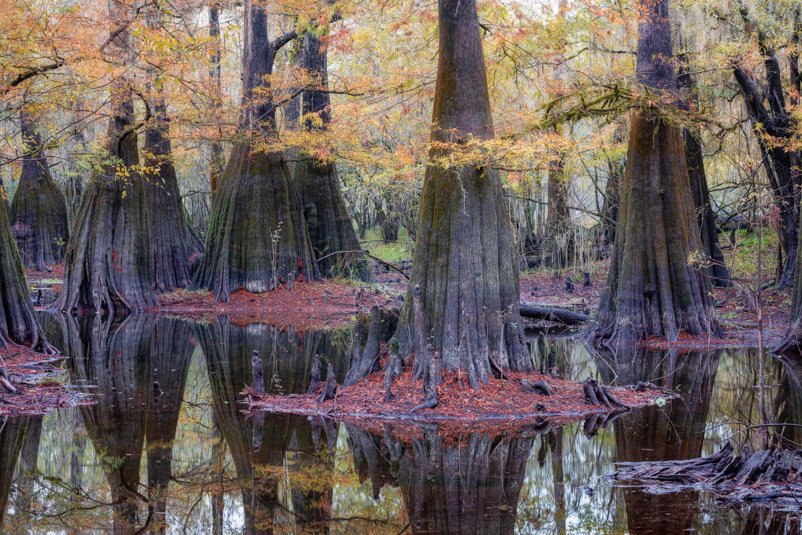 Cypresses, Springs, Birds and Alligators. Pet, Senior, Landscape, portrait studio, photographer in Miami and Sou