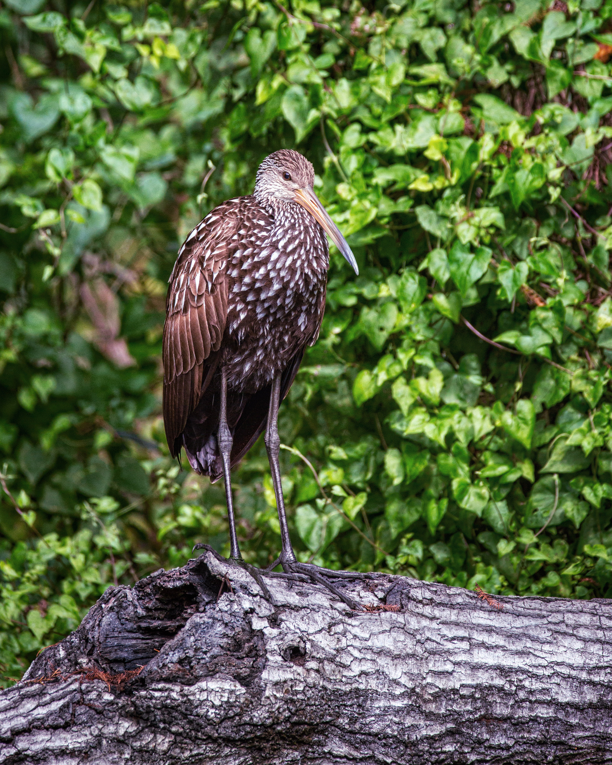 Cypresses, Springs, Birds and Alligators. Pet, Senior, Landscape, portrait studio, photographer in Miami and Sou