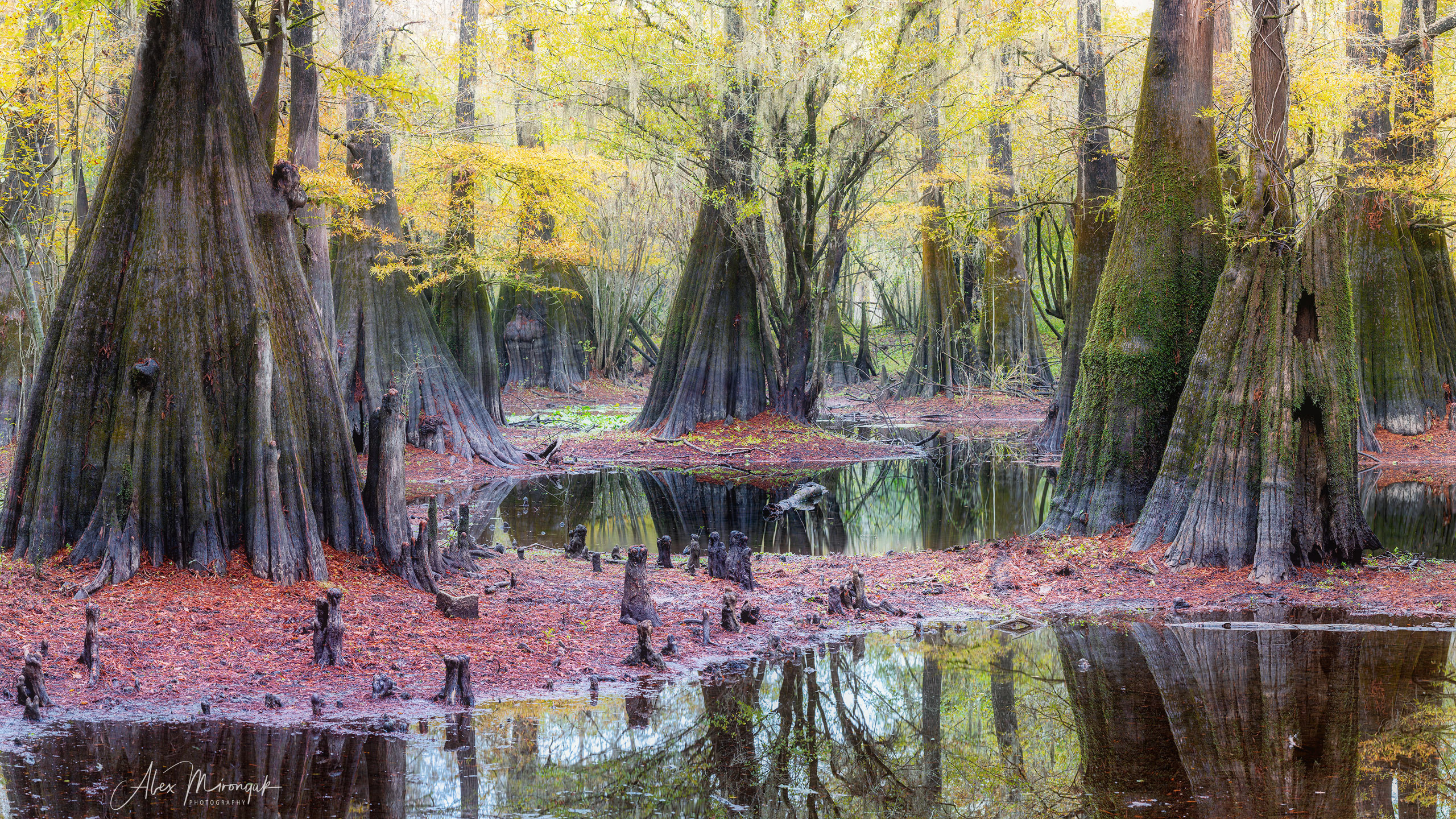 Cypresses, Springs, Birds and Alligators. Pet, Senior, Landscape, portrait studio, photographer in Miami and Sou