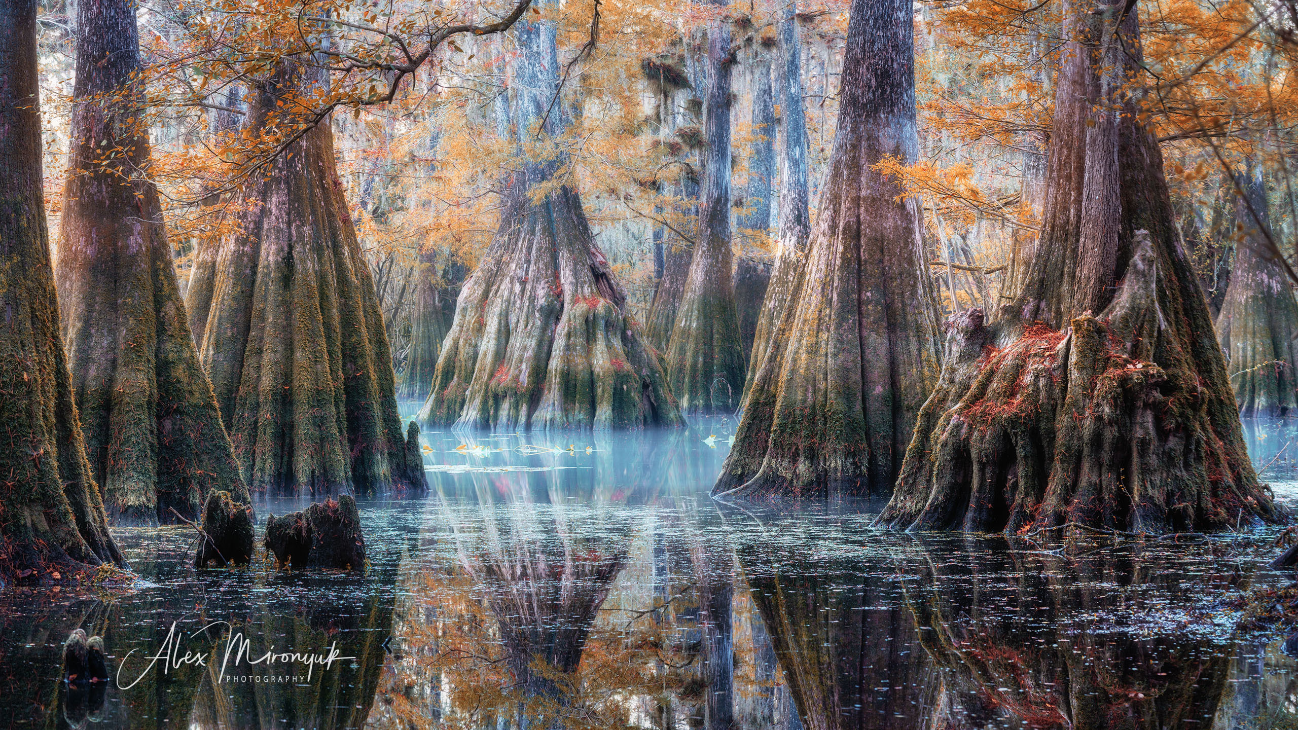 Cypresses, Springs, Birds and Alligators. Pet, Senior, Landscape, portrait studio, photographer in Miami and Sou