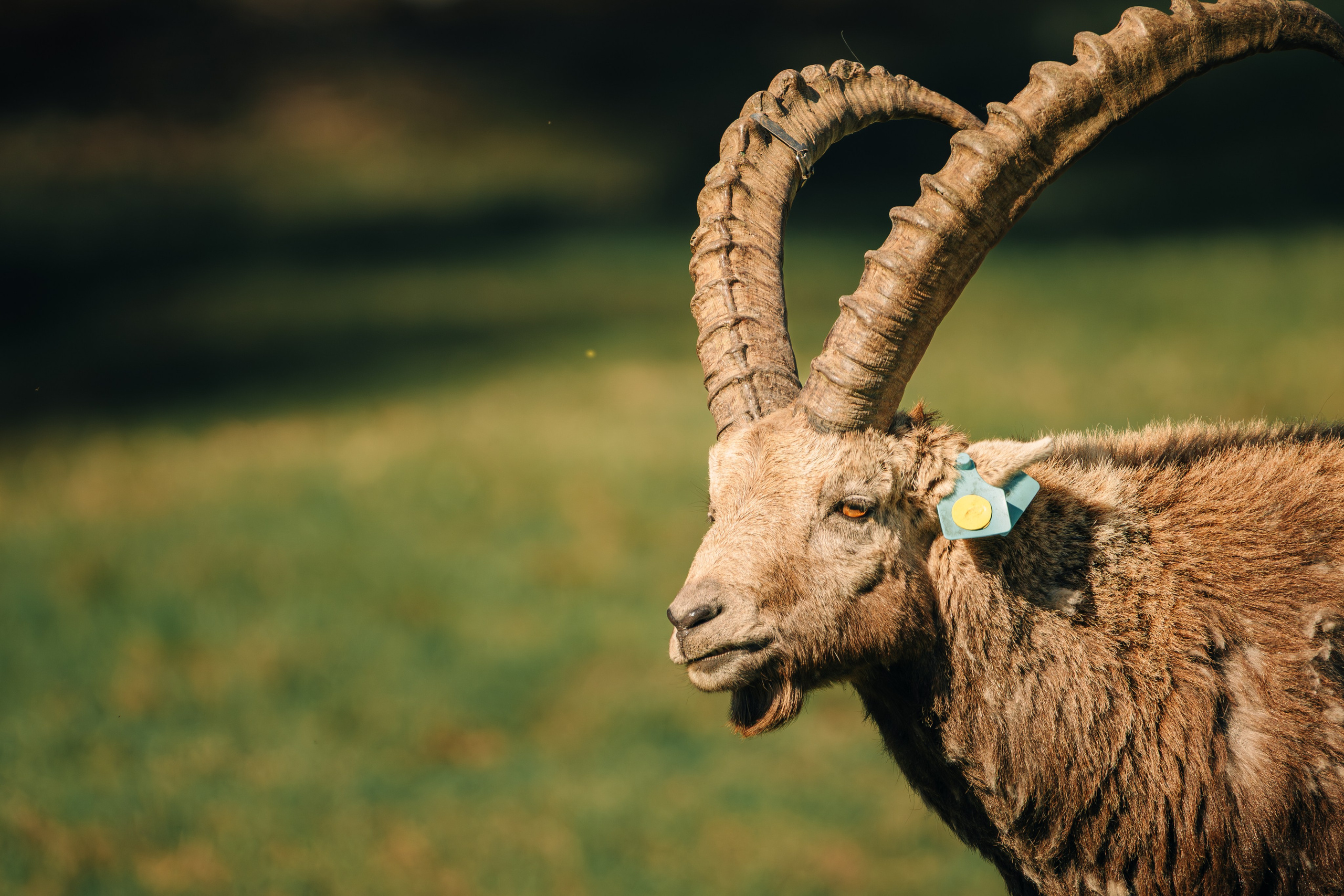 Capricorns in Pontresina. Lutsenko Visuals — Photography & Visual Content