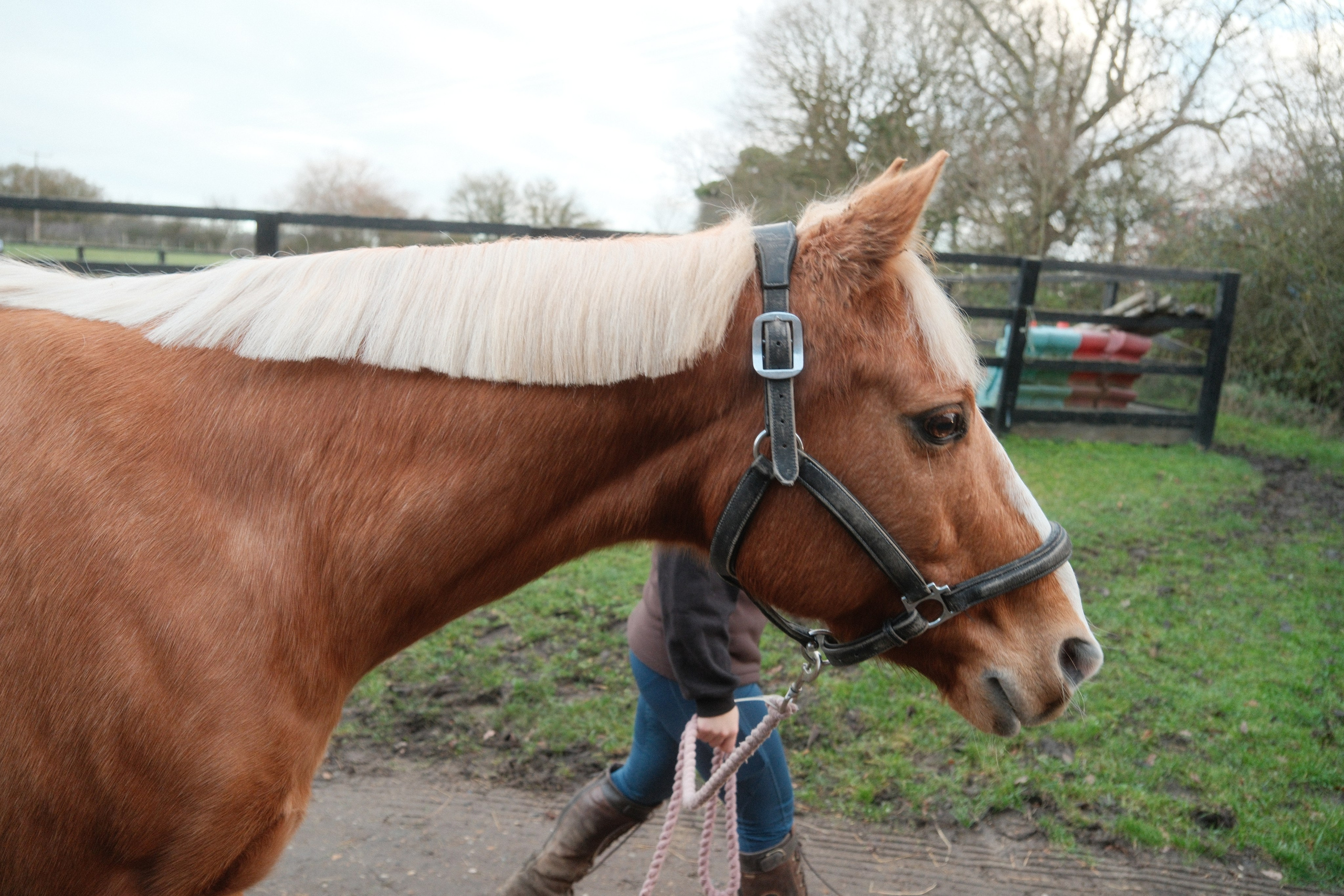 Portrait photography with Fudge the horse. Cal Takes Photos