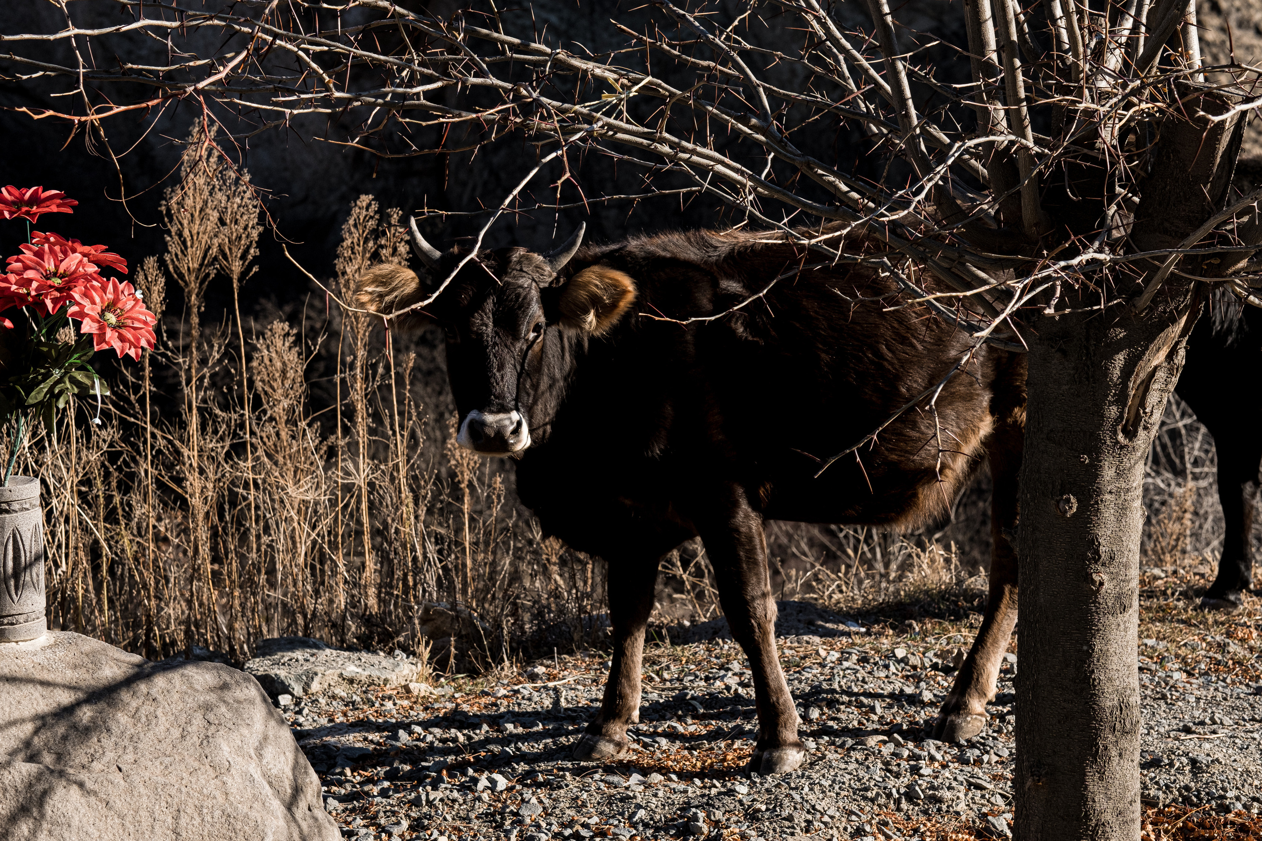 Armenia. December. Evgeko — photographer фотограф