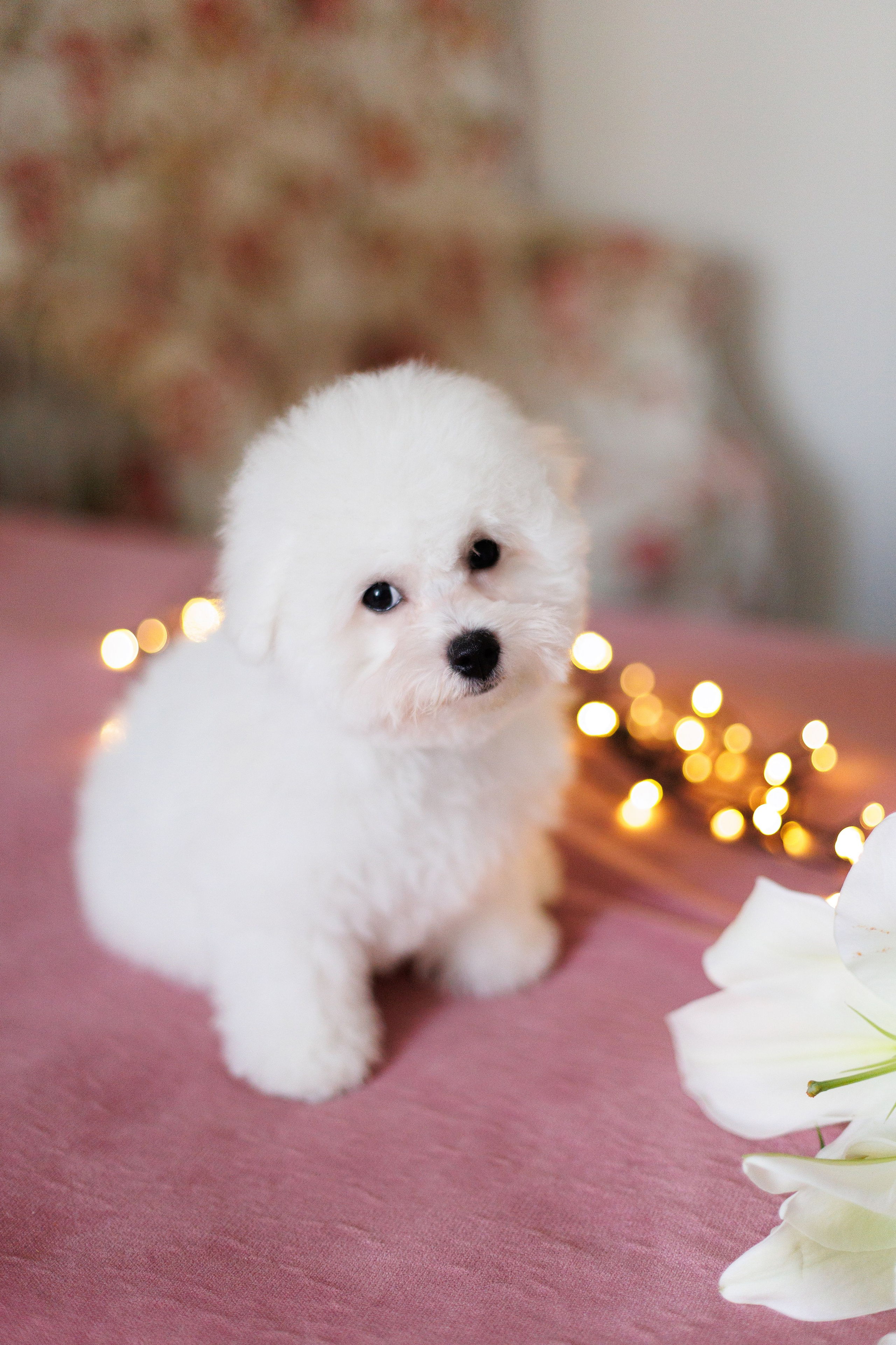 Sara's puppies. Семейный фотограф в Кишинёве Пулькина Ольга