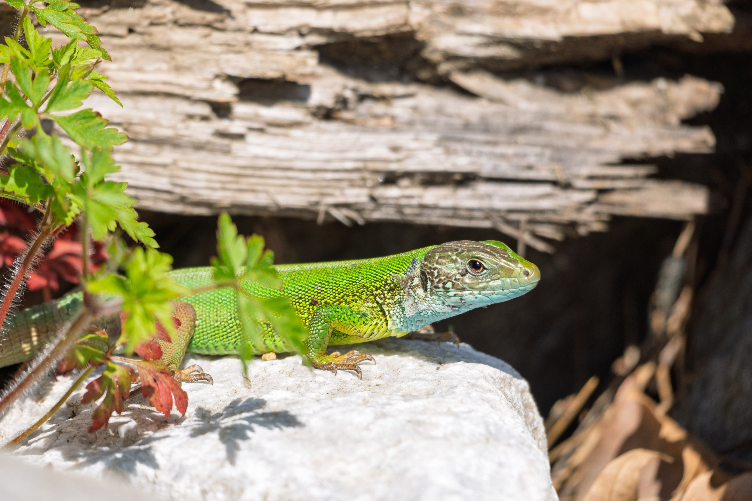 Thasos 2025. Fotografiideplacere.net