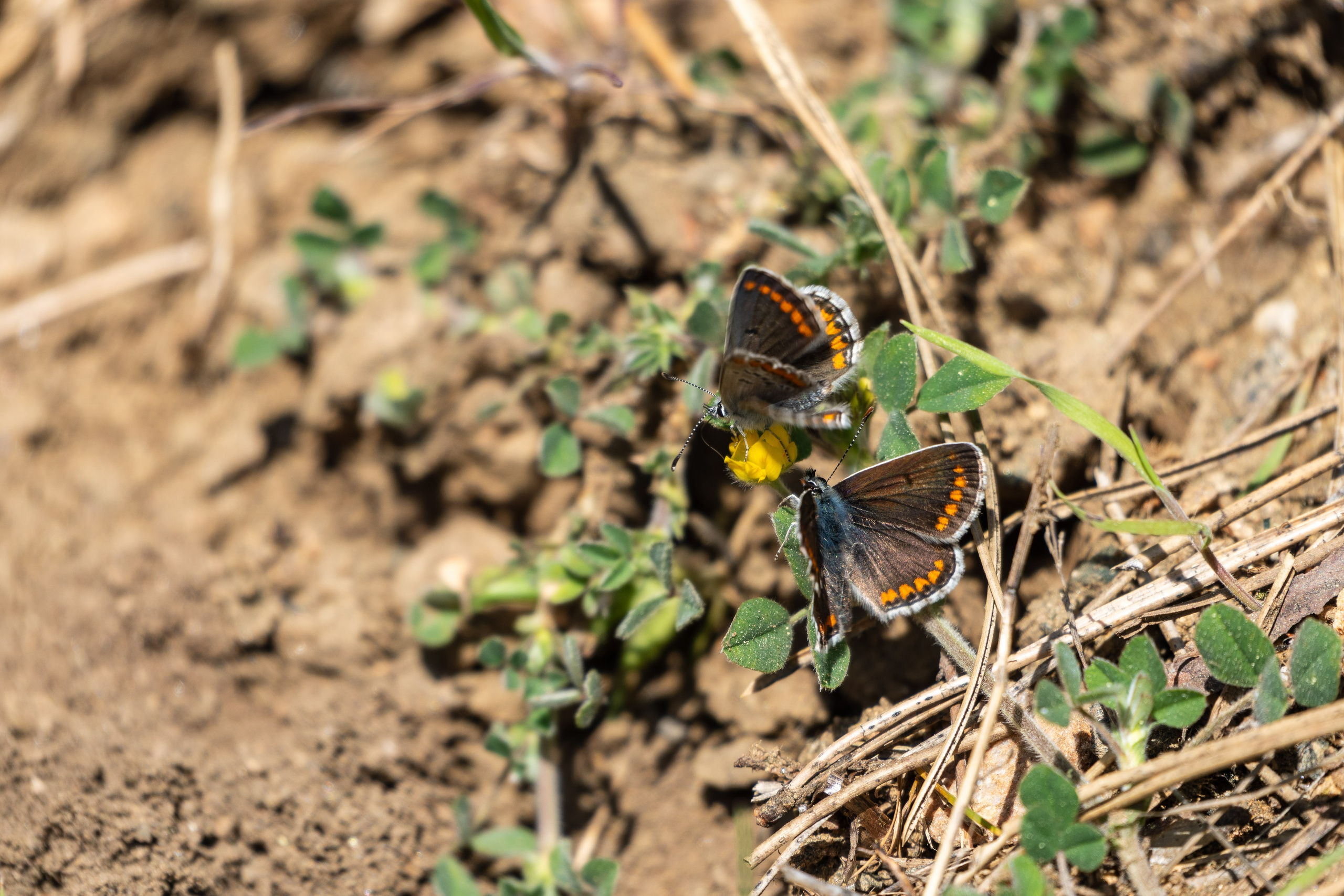 Thasos 2025. Fotografiideplacere.net