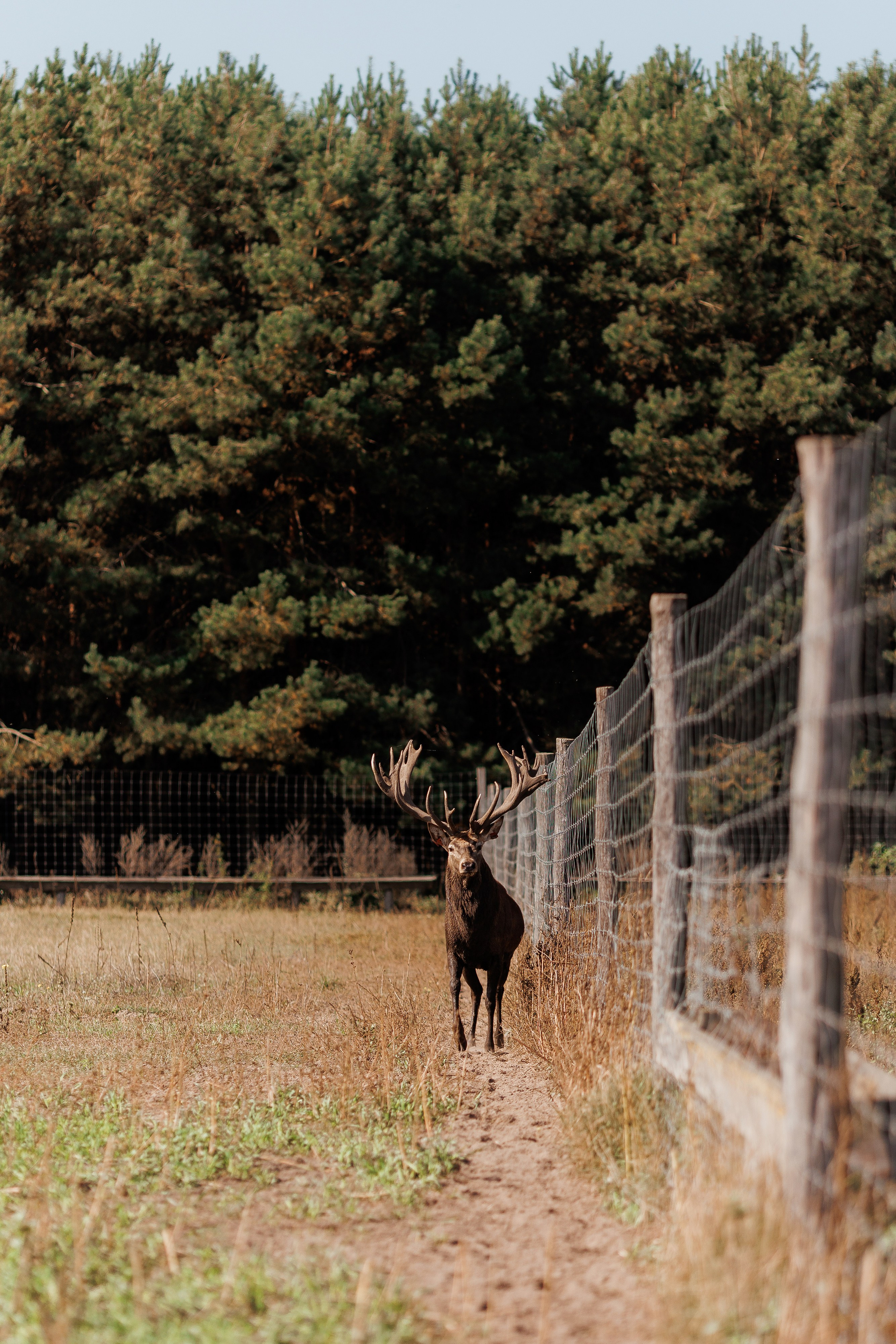 Екопарк Аміла. Ірина Терещук