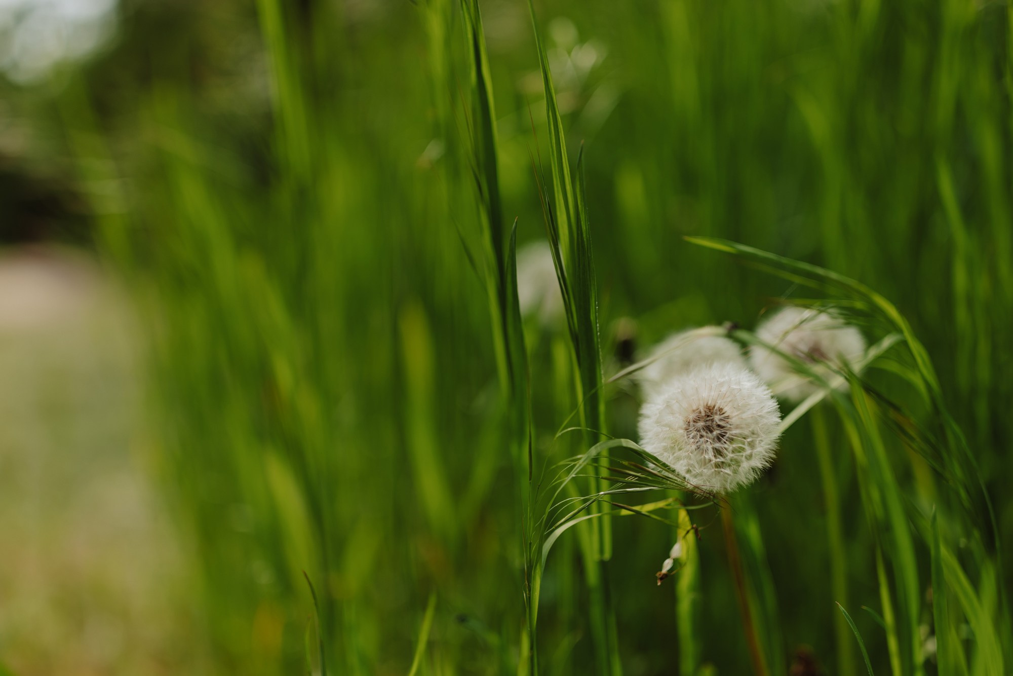 Ilinca. Φωτογράφος και βιντεογράφος γάμου