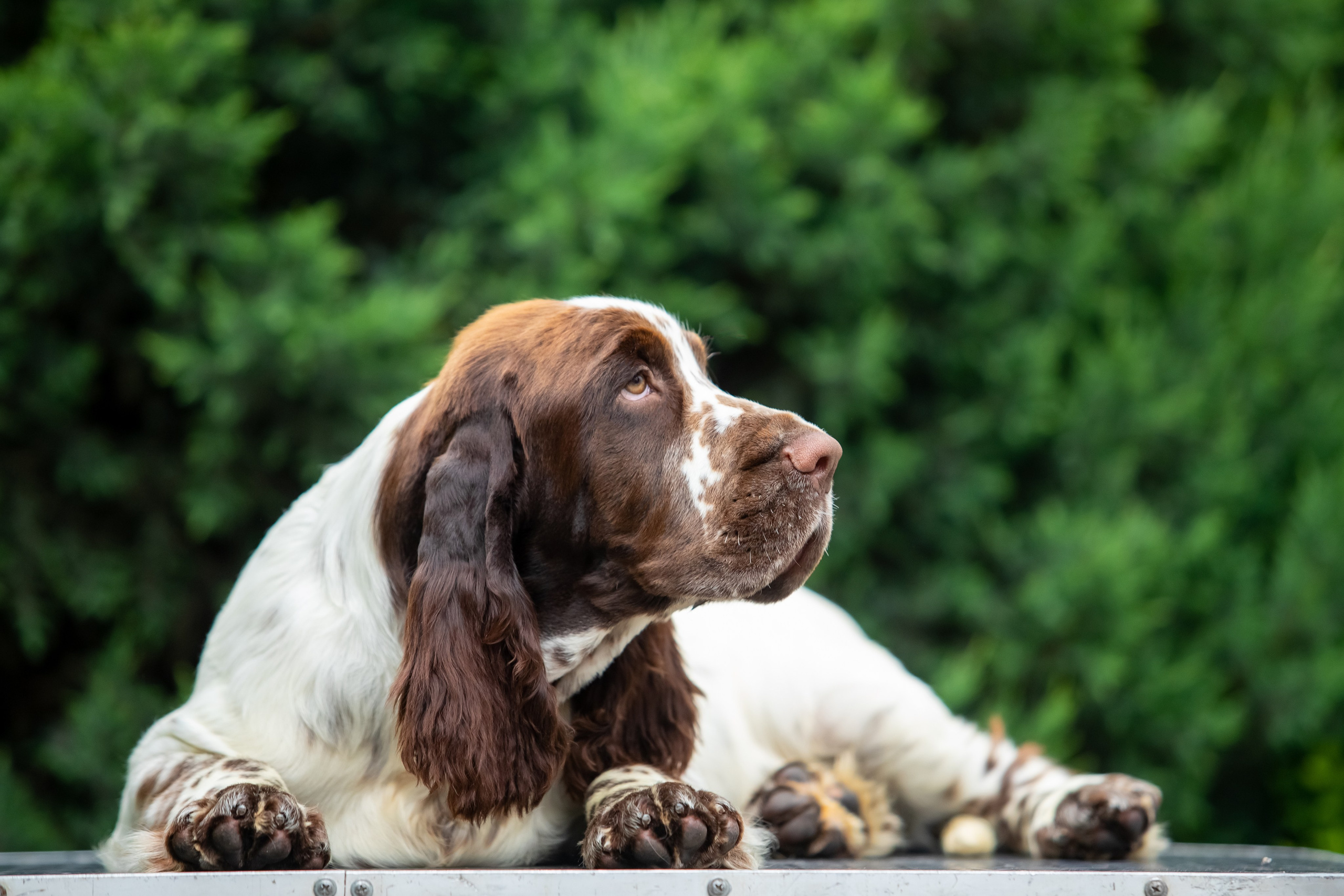 Male — Blue collar 💙. Website of the titled stud dog of the Springer Spaniel breed