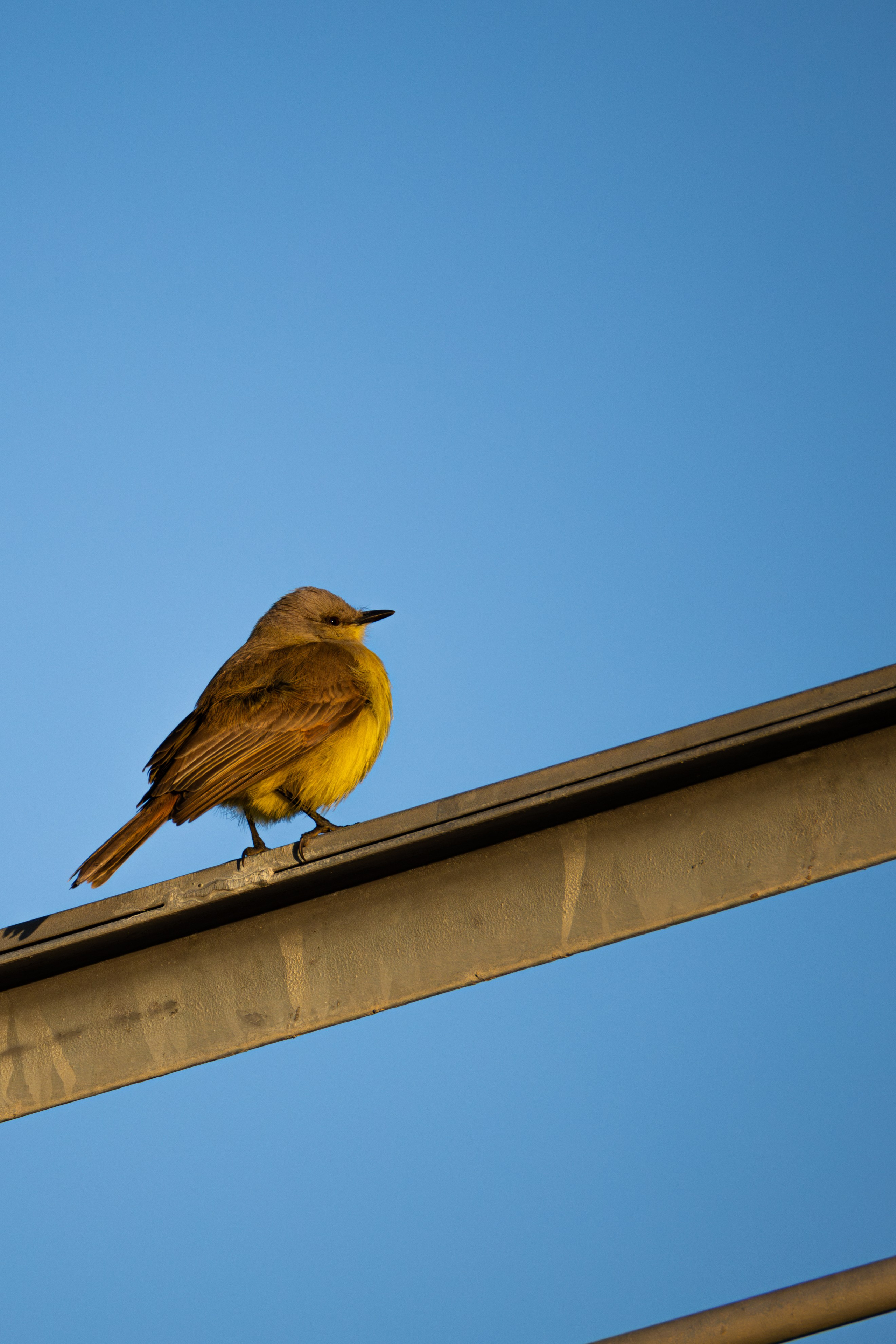 WildLife. Фотограф в Буэнос-Айресе