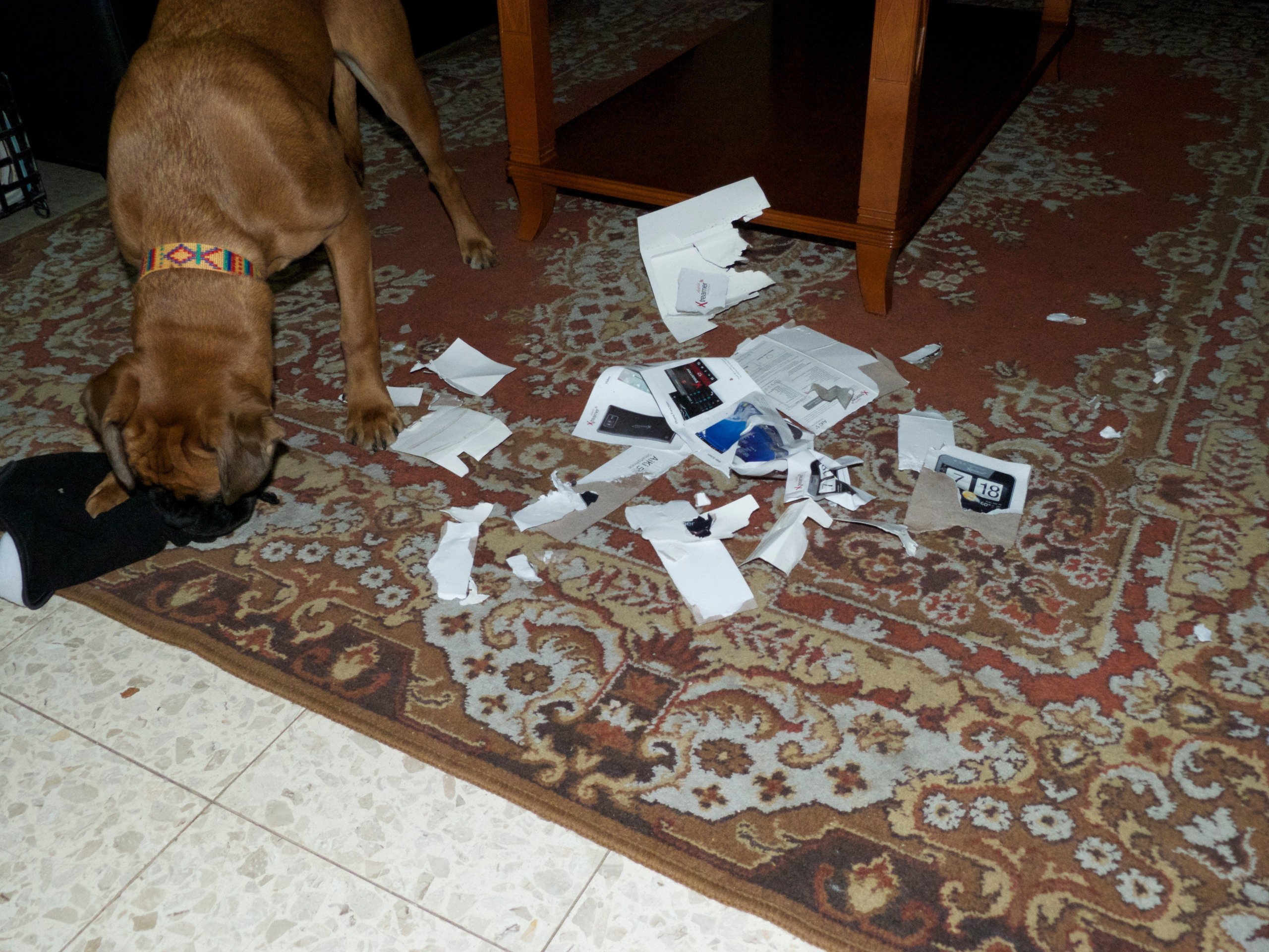 My ״Star״ Boxer Dog