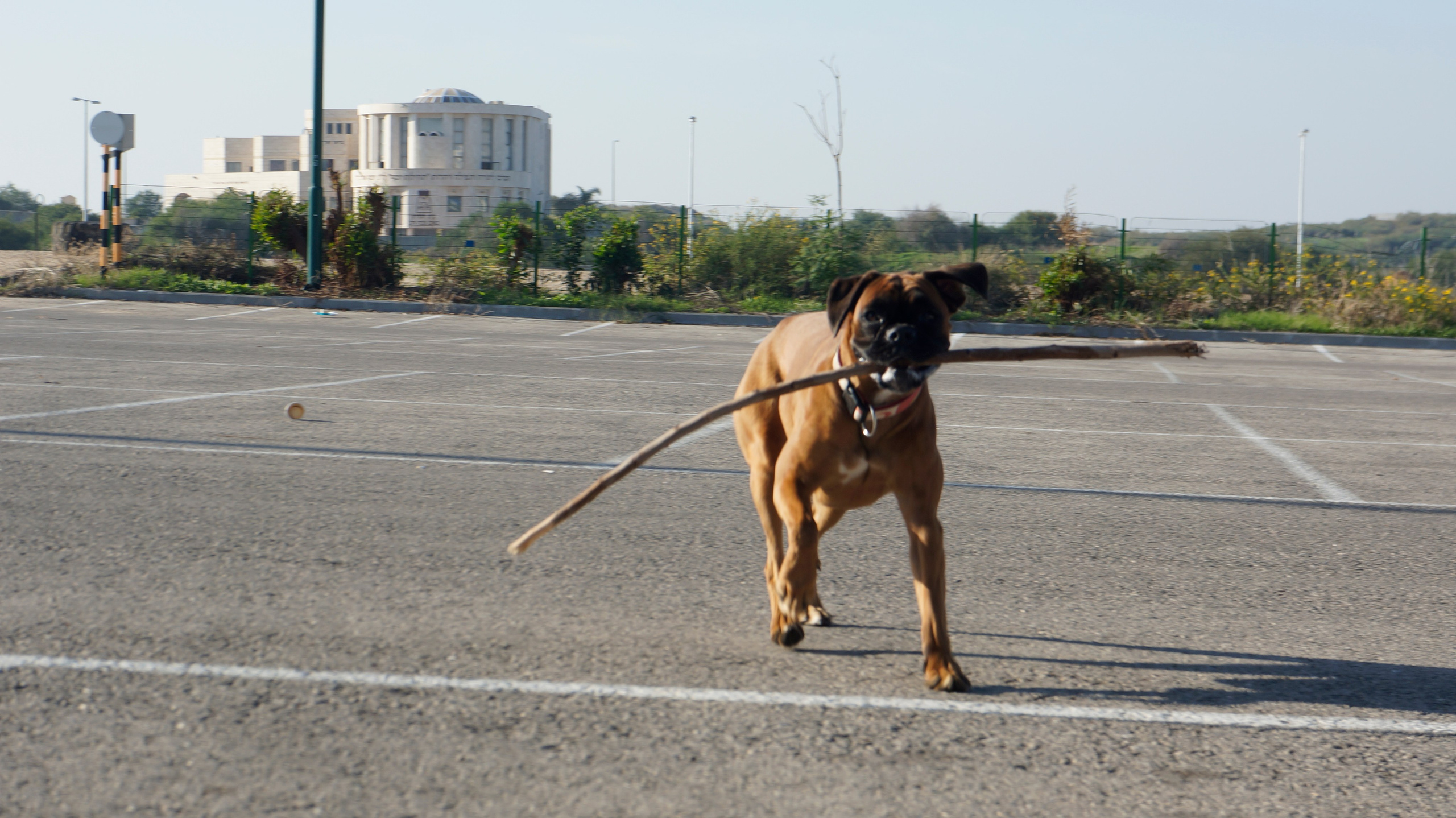 My ״Star״ Boxer Dog