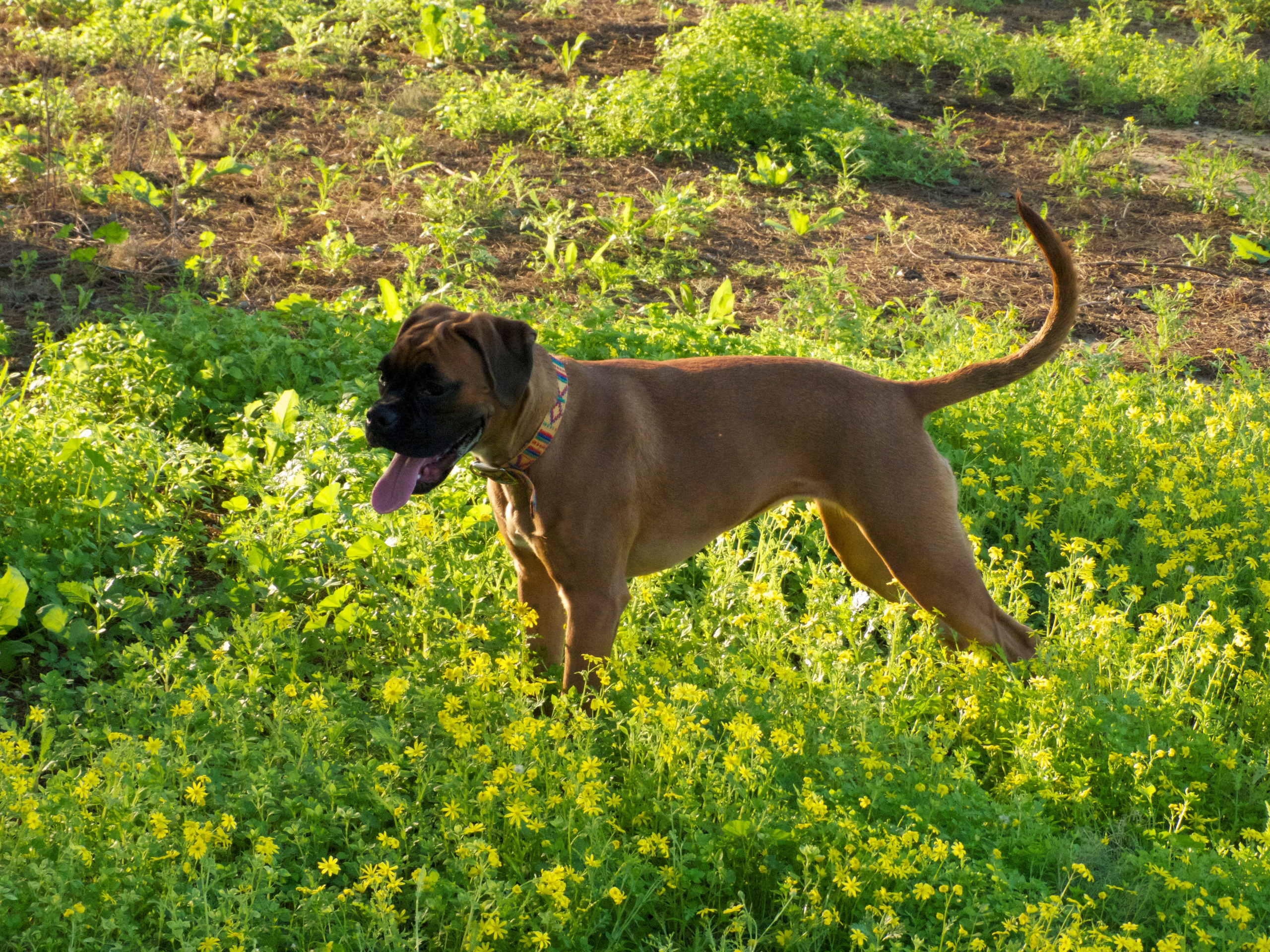 My ״Star״ Boxer Dog