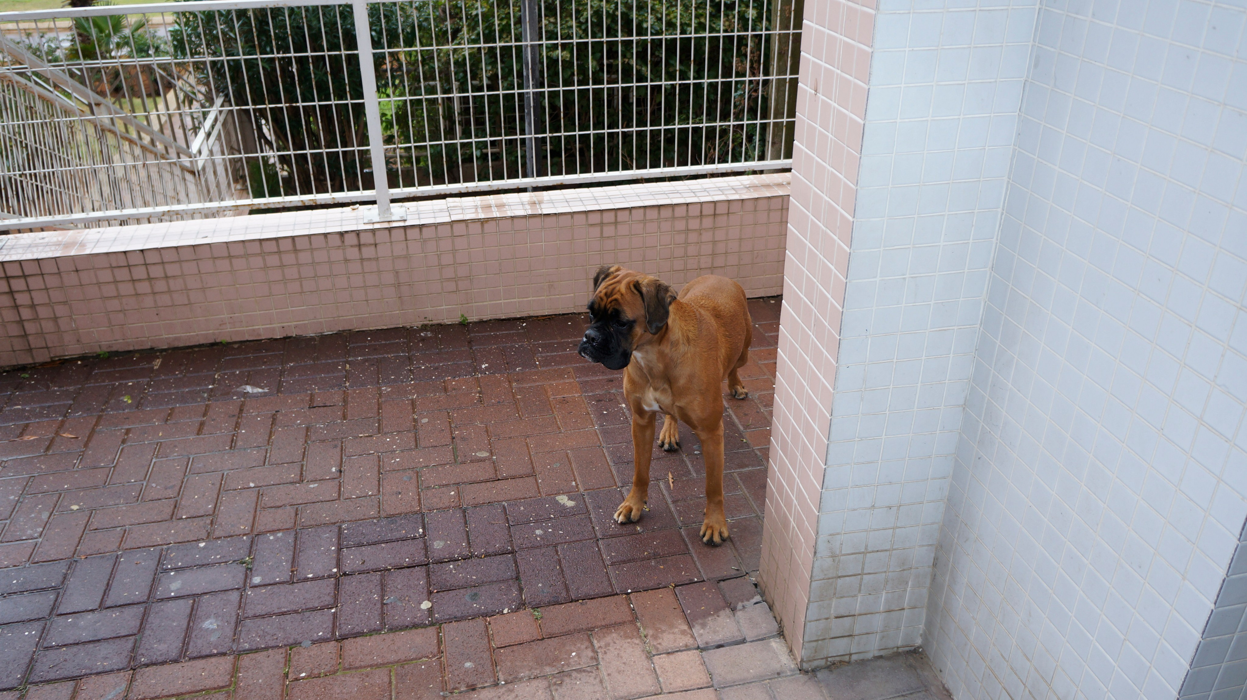 My ״Star״ Boxer Dog