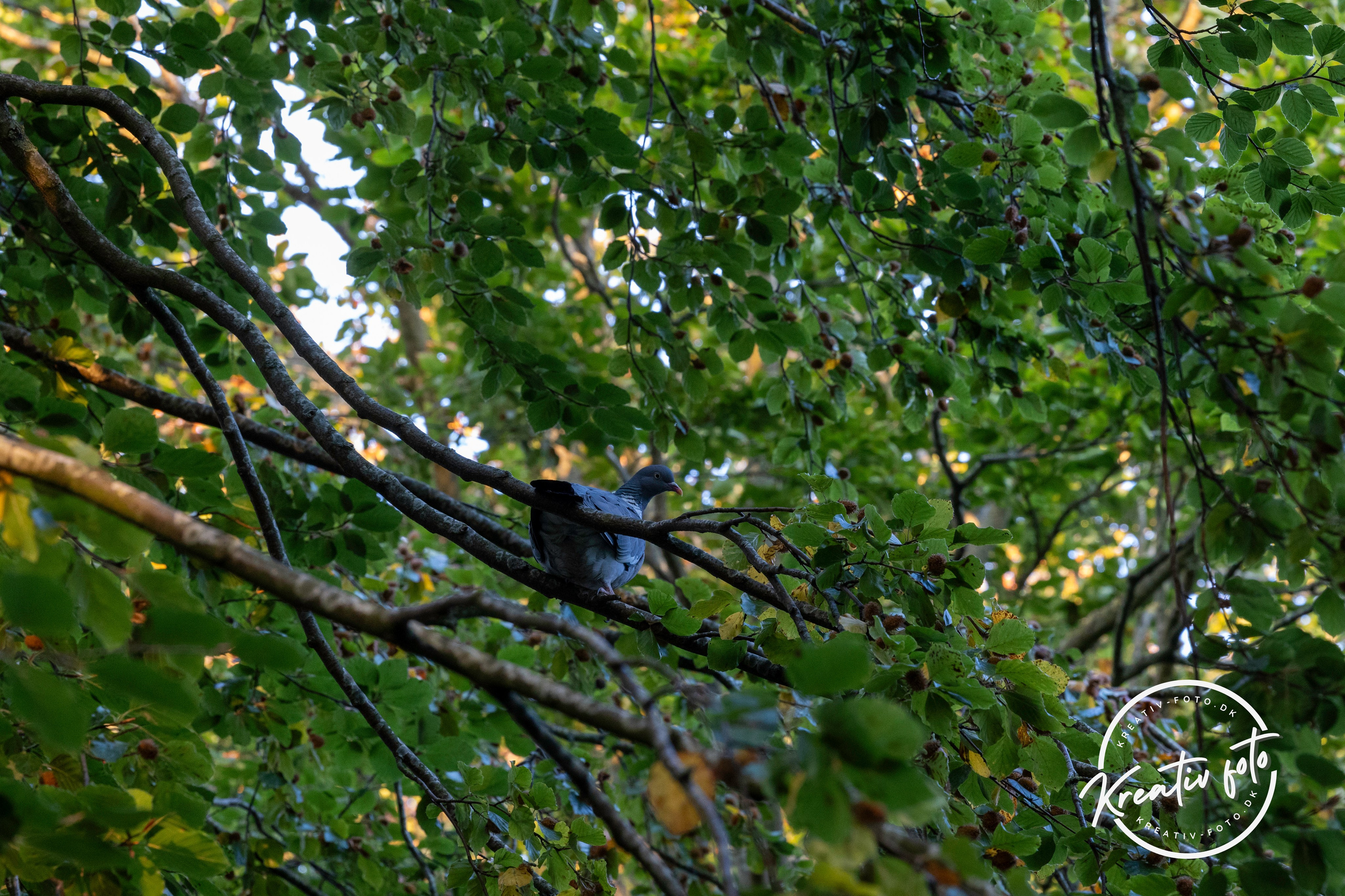 Efterår. Fotograf Aarhus | Portrætfoto Århus | Flotte billeder