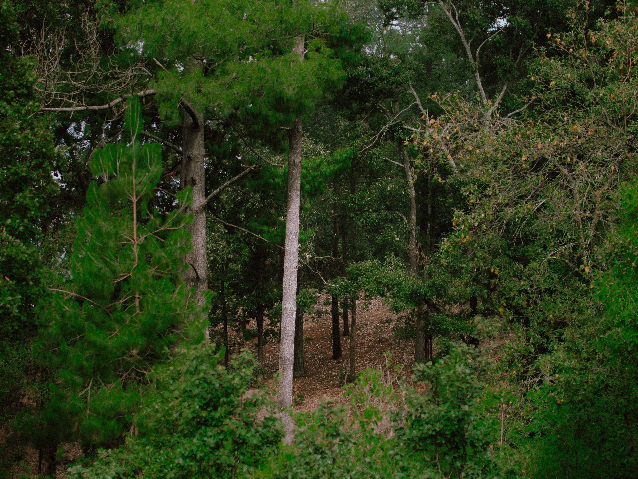 Bosques de San Cristóbal. 2025. Fotógrafo en Villahermosa | ERALPUCHE