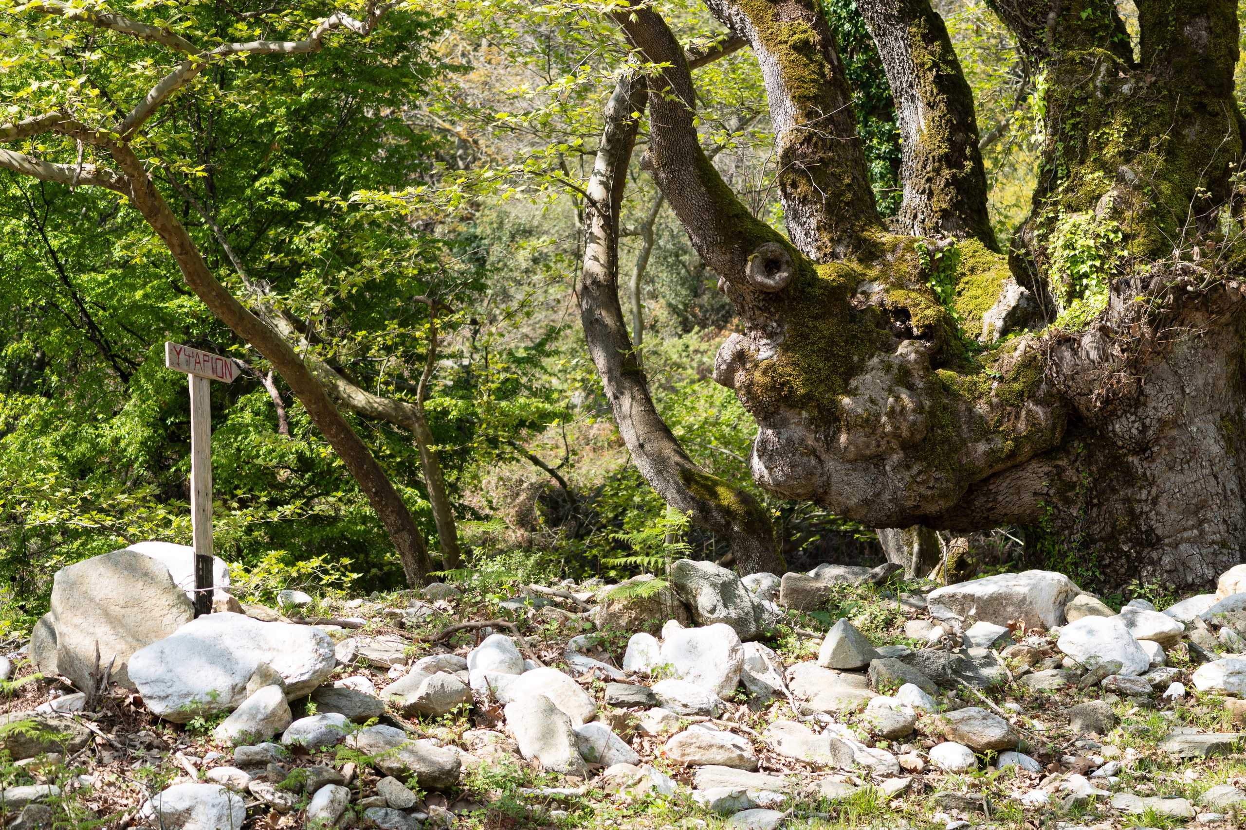 Thasos 2025. Fotografiideplacere.net