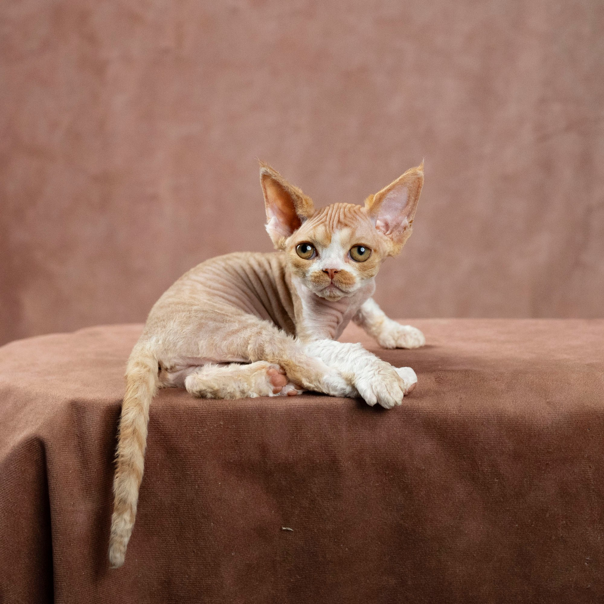 Dobby, boy. Devon Rex Pixie Cattery