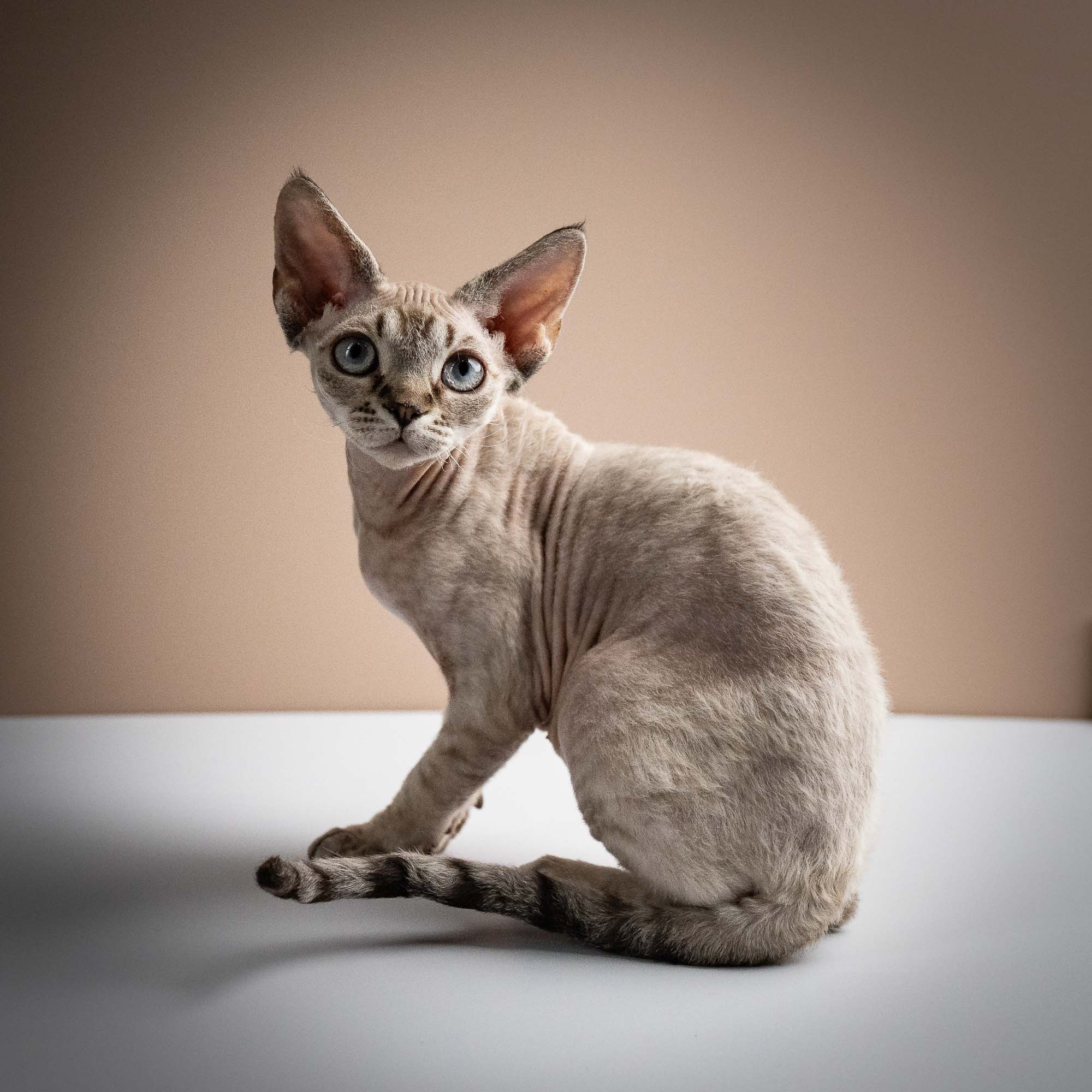 Nellie, girl, born 01.17.26. Devon Rex Pixie Cattery