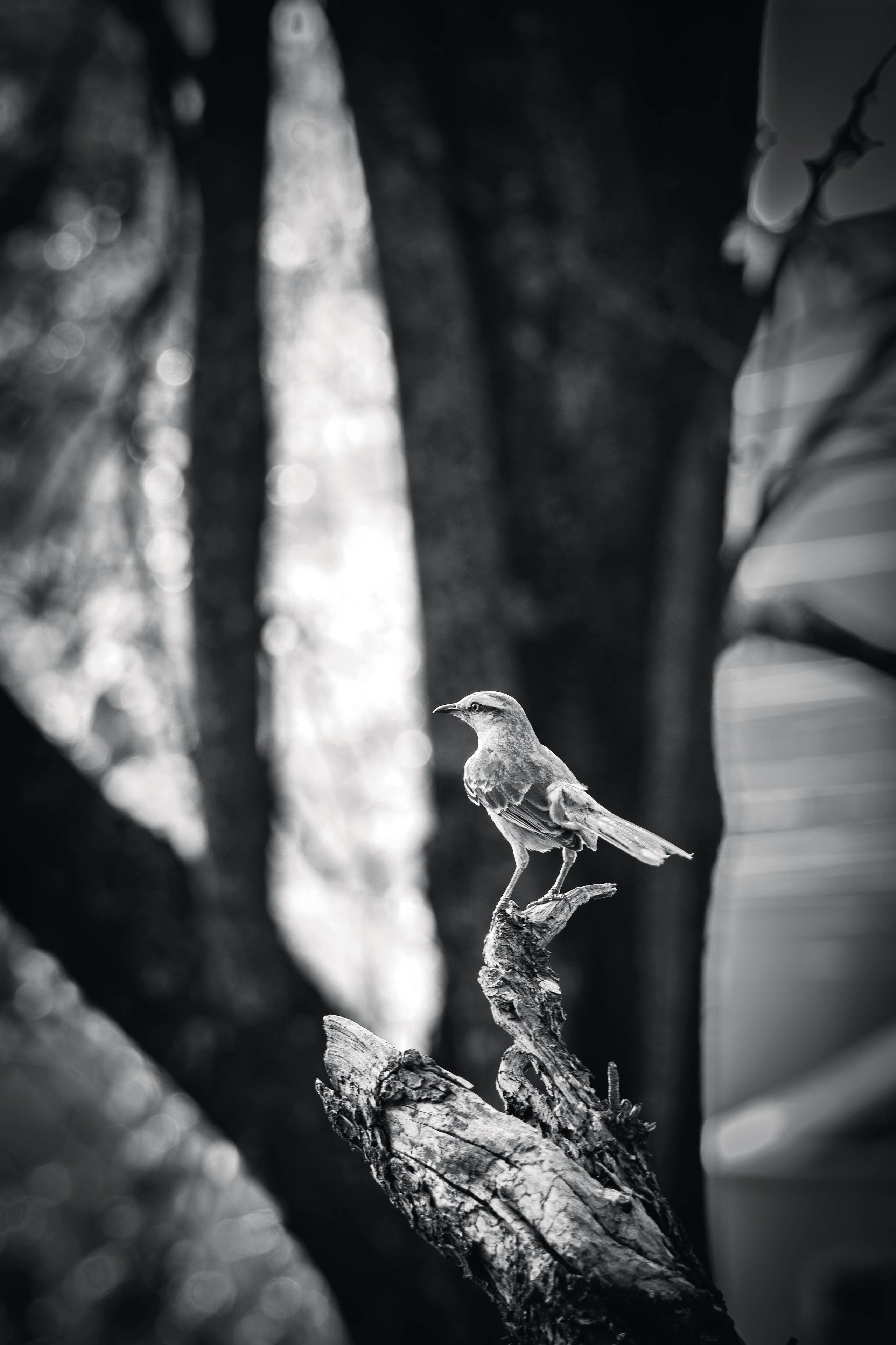 Fine Art. FabianoPhotography