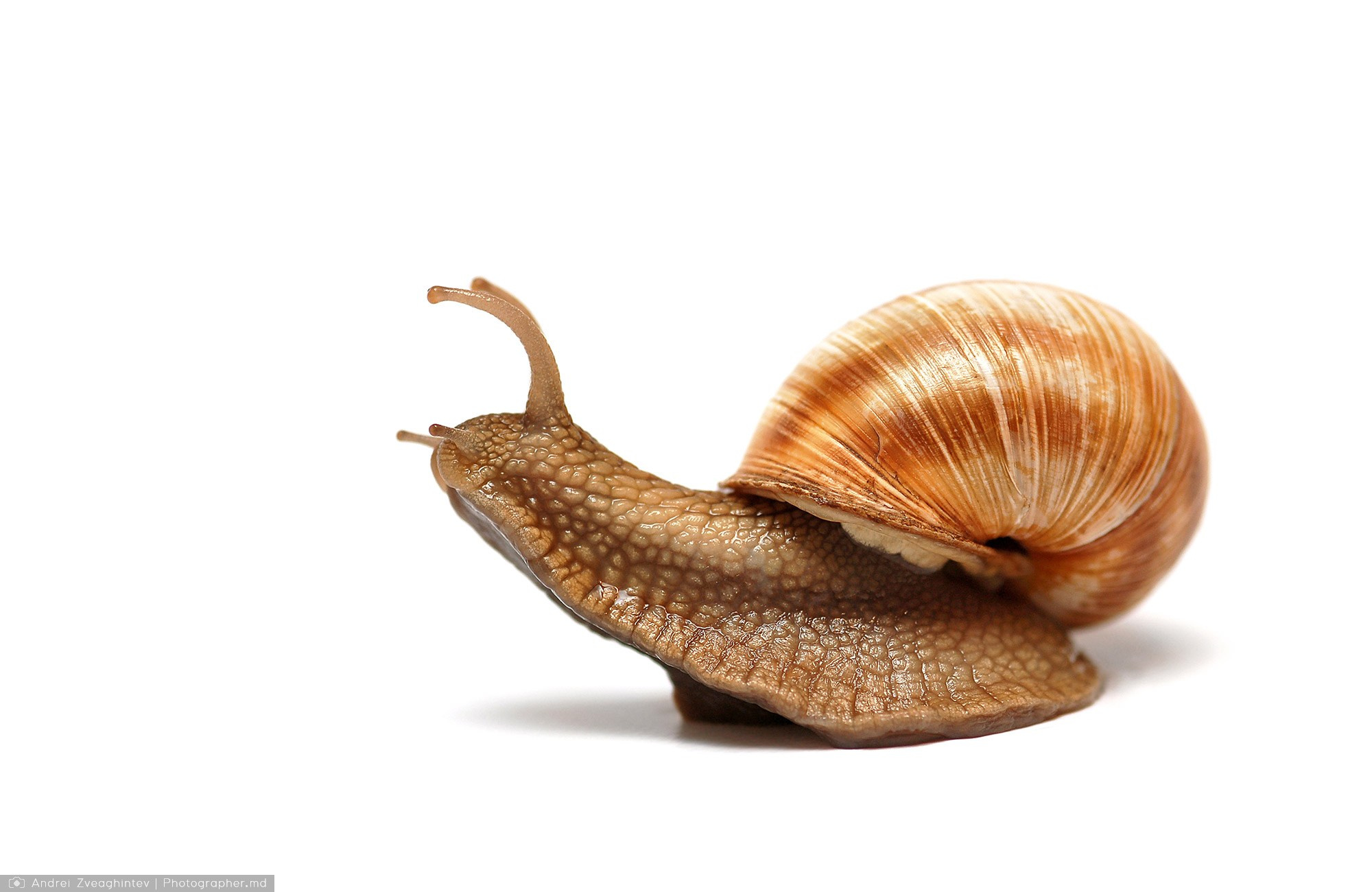 Fotograf natura in Moldova - Andrei Zveaghintev. Fotograf nunta si familie in Moldova, Chisinau - Andrei Zveaghintev