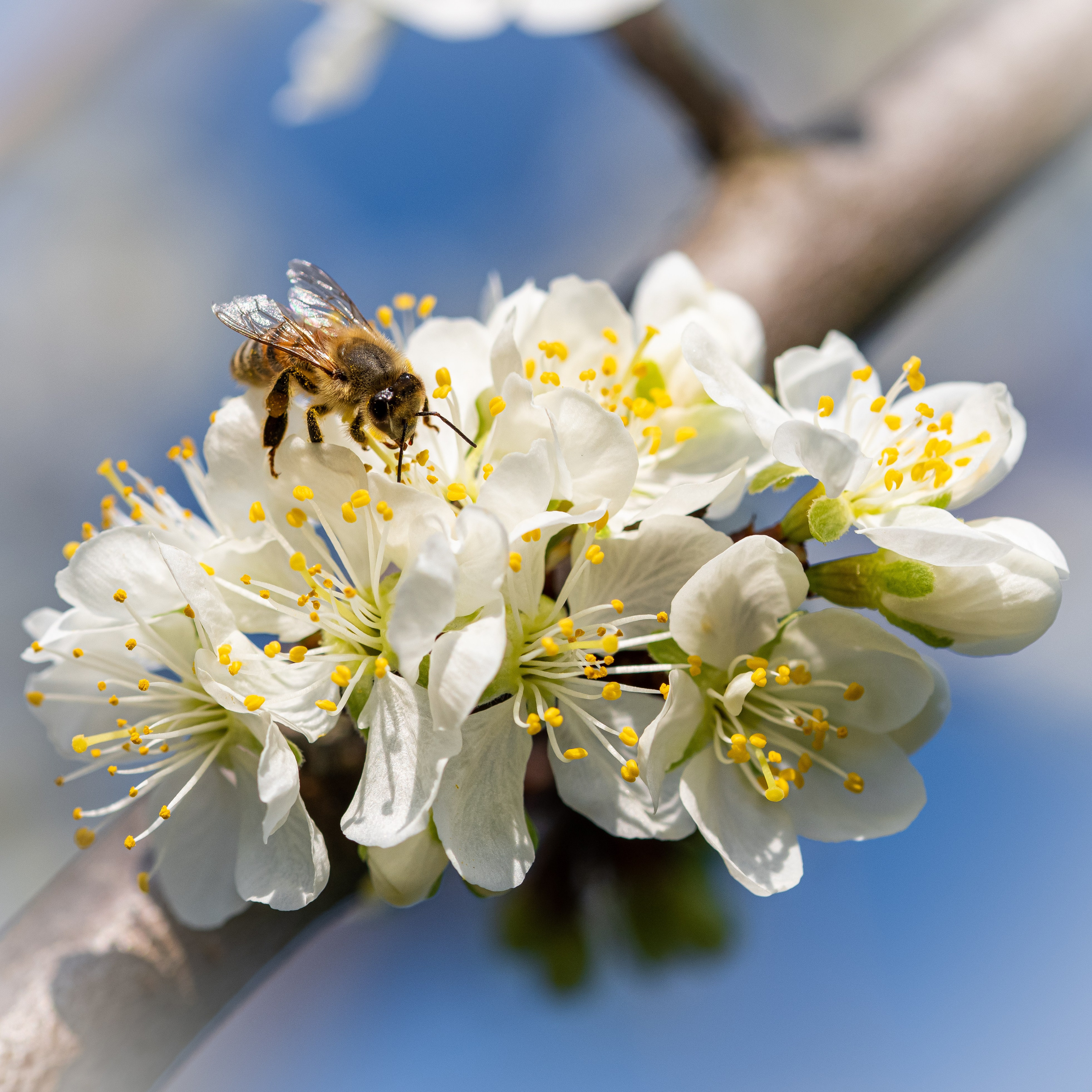 Apicultura Bergadano. “Gianmaria Coscia fotografo per passione”