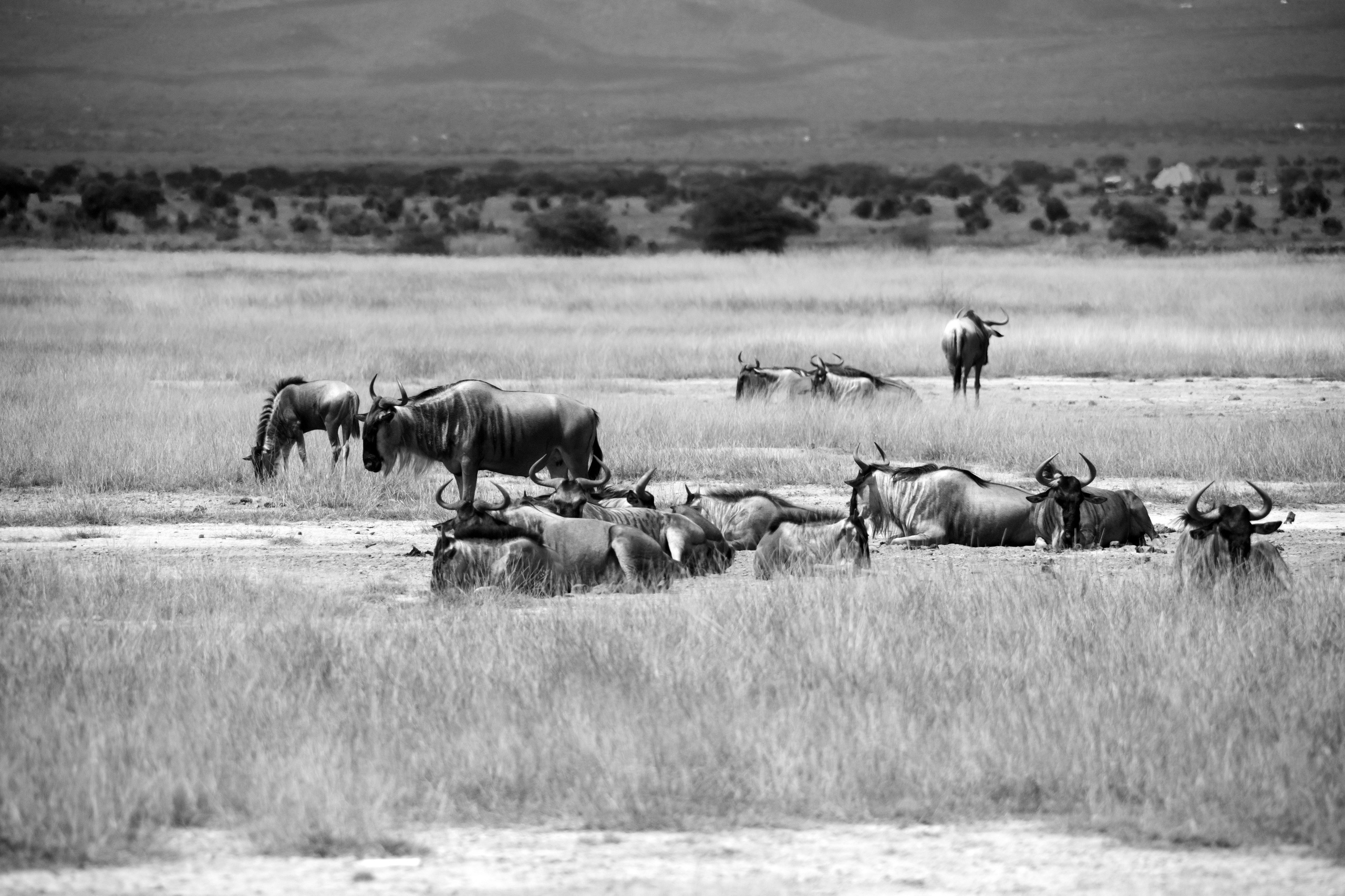 Safari. Photographer Sri Lanka