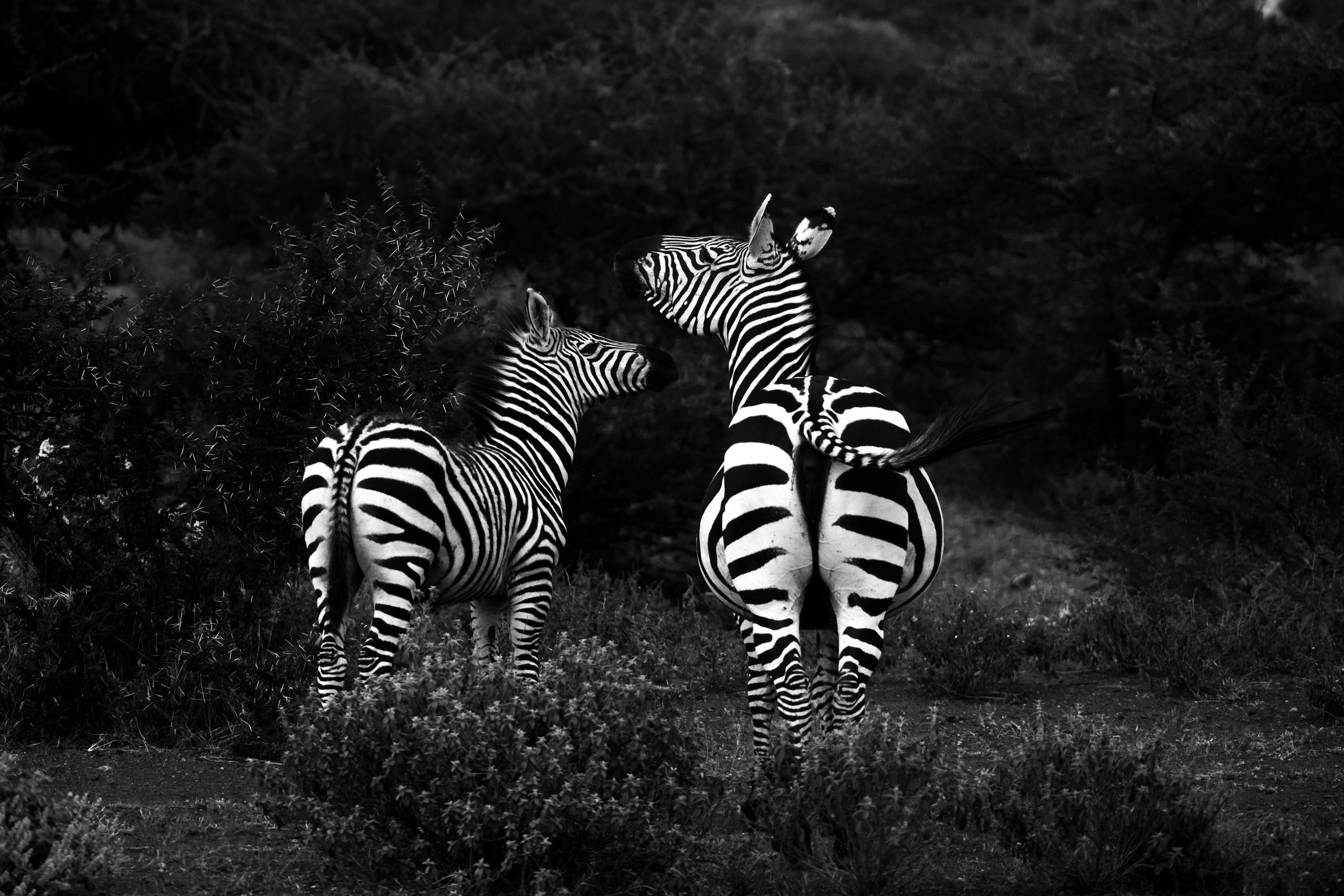 Safari. Photographer Sri Lanka