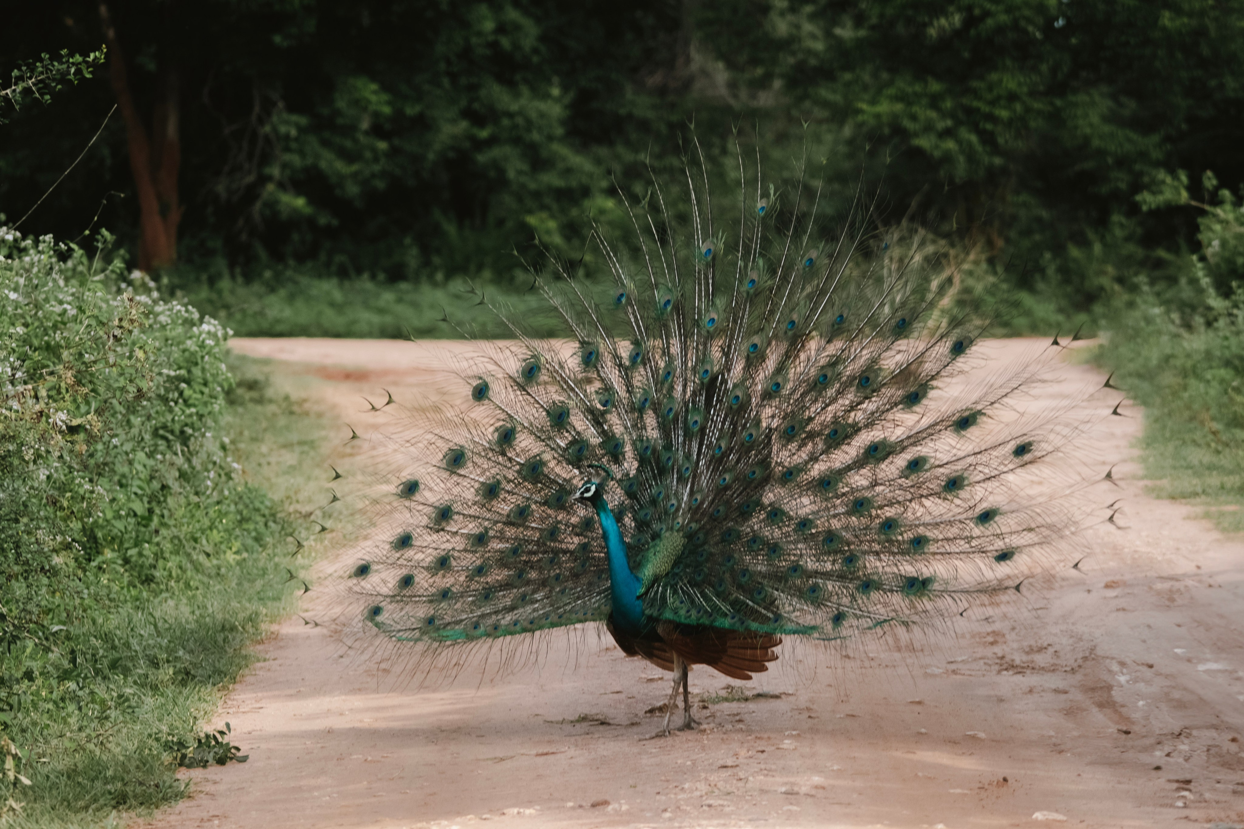 Safari. Photographer Sri Lanka