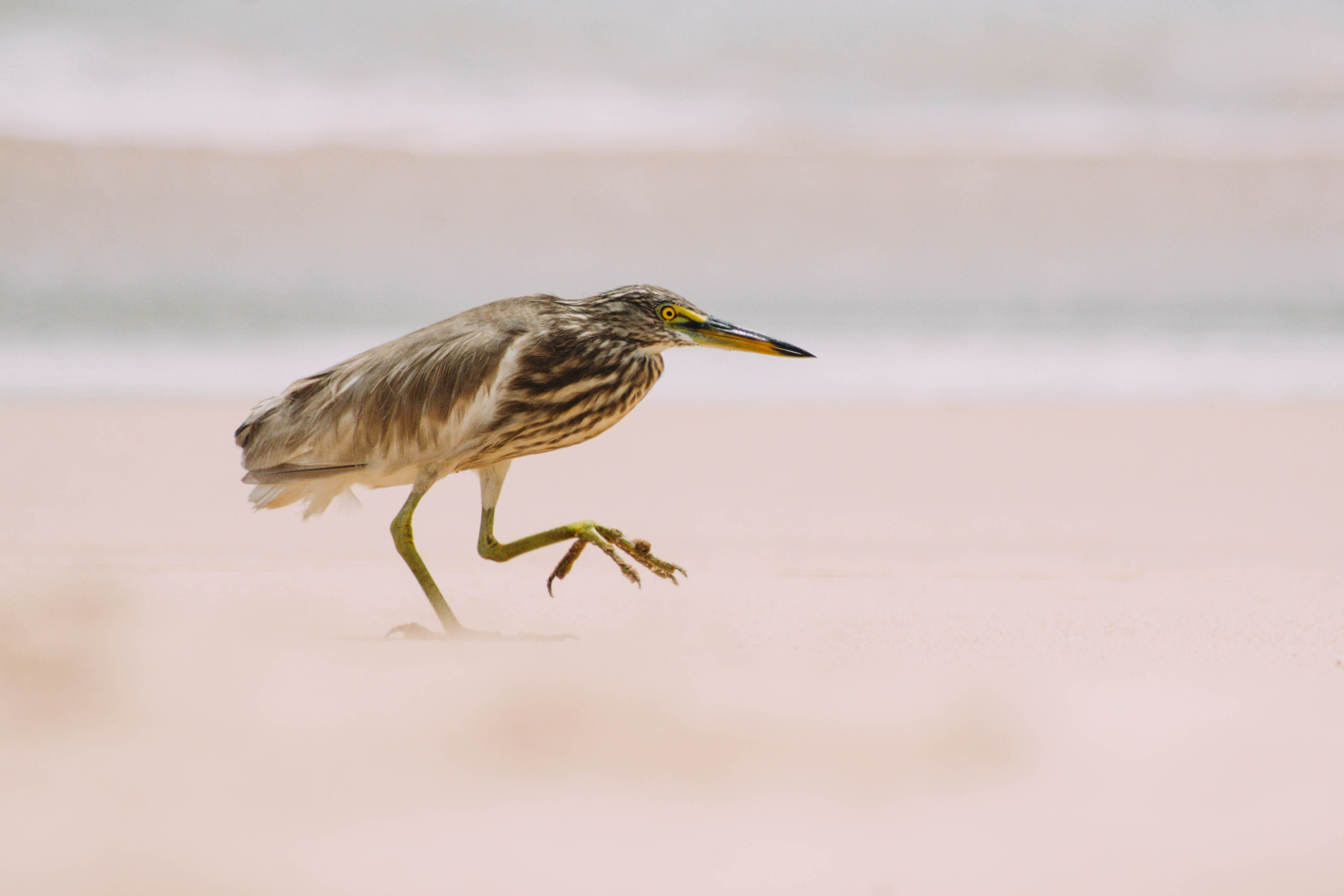 Seven Years on Sri Lanka’s South Coast. Photographer Evgeniia Zorina