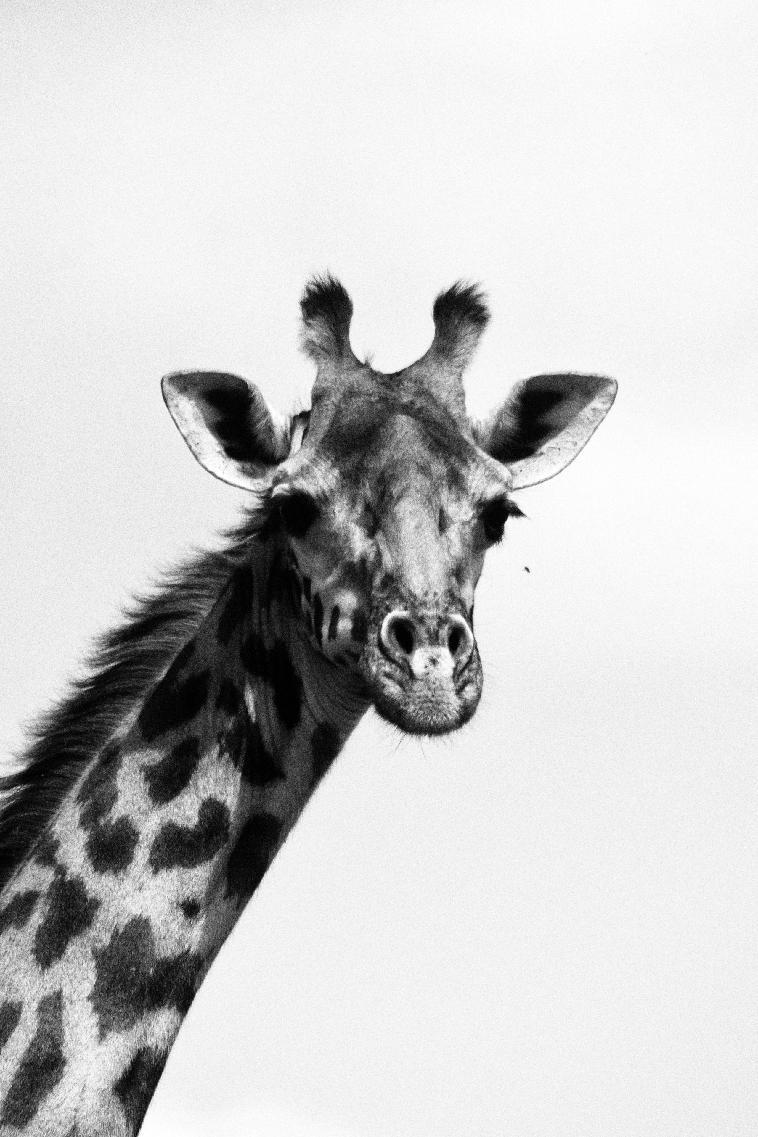 Safari
