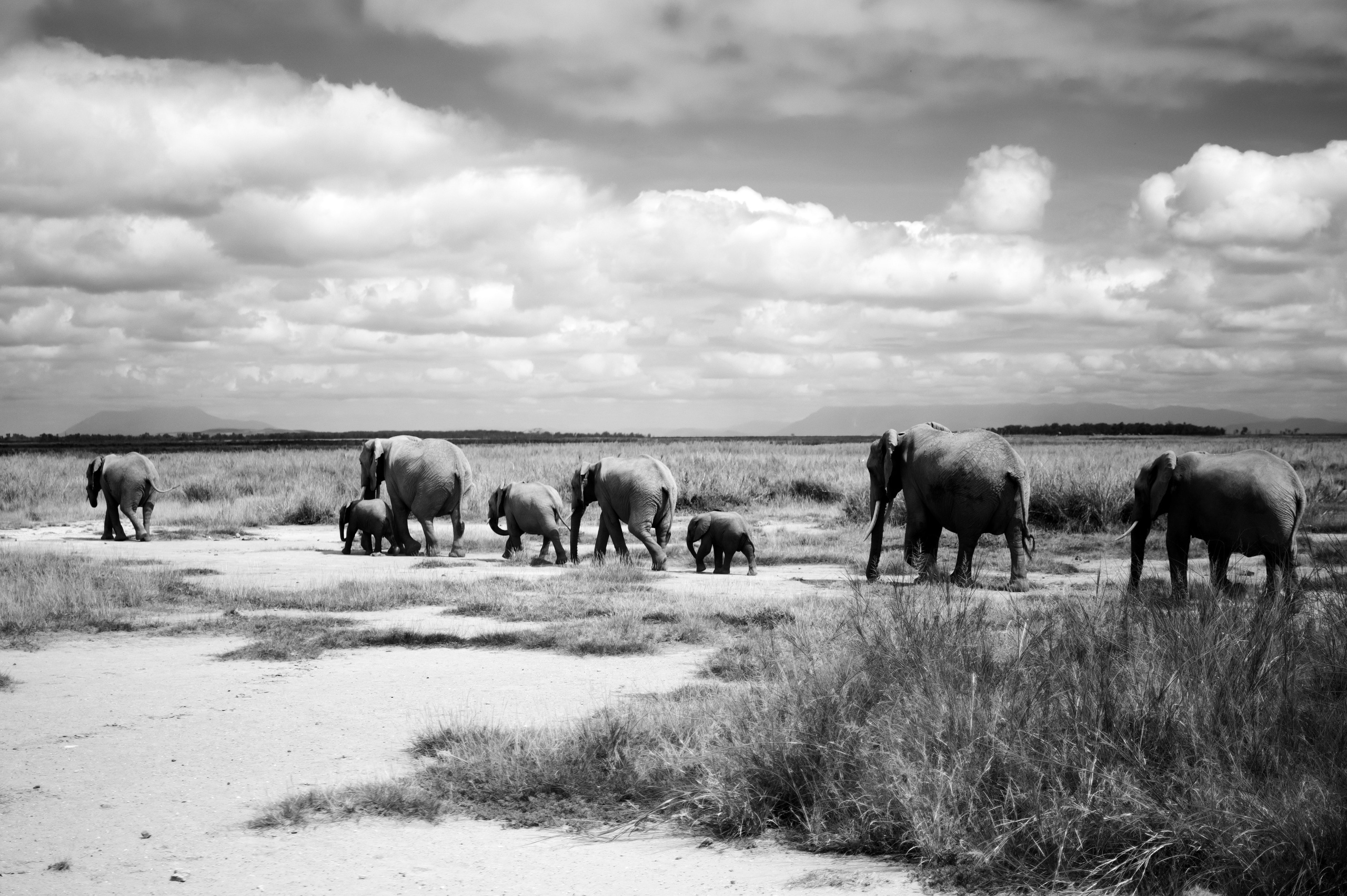Safari. Photographer Sri Lanka
