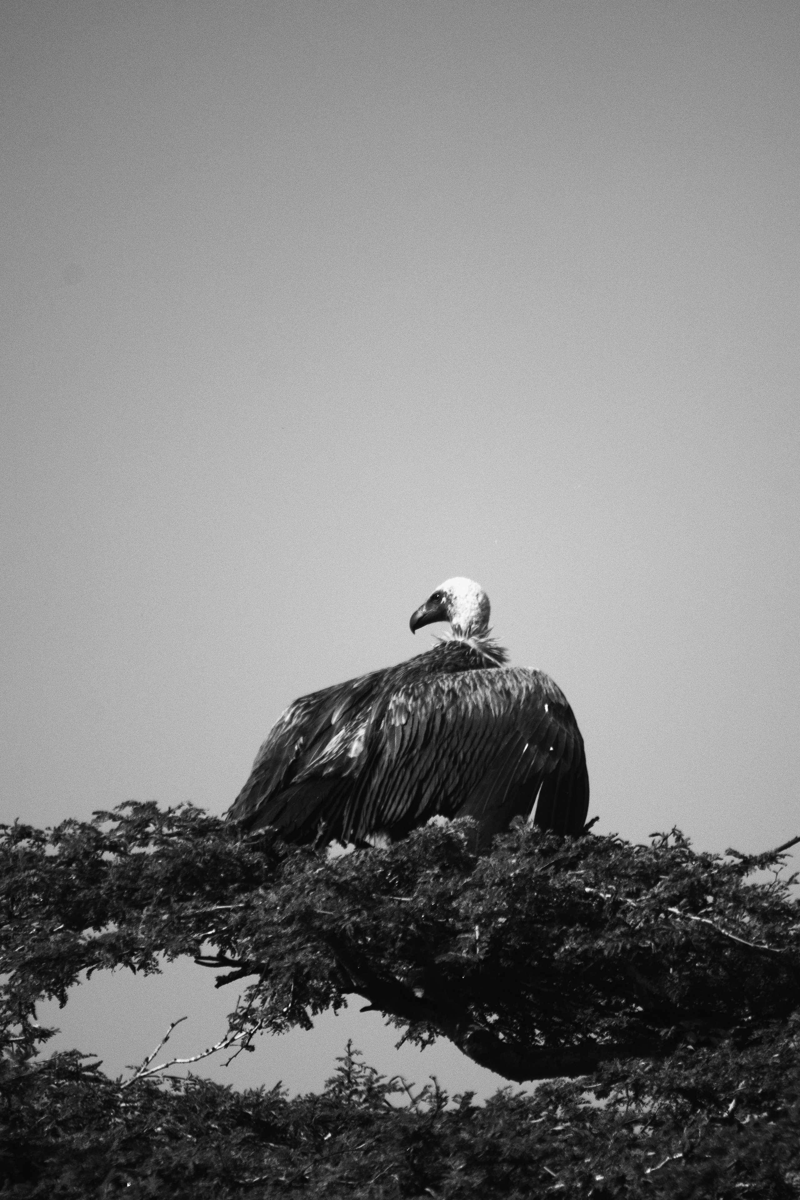 Safari. Photographer Sri Lanka