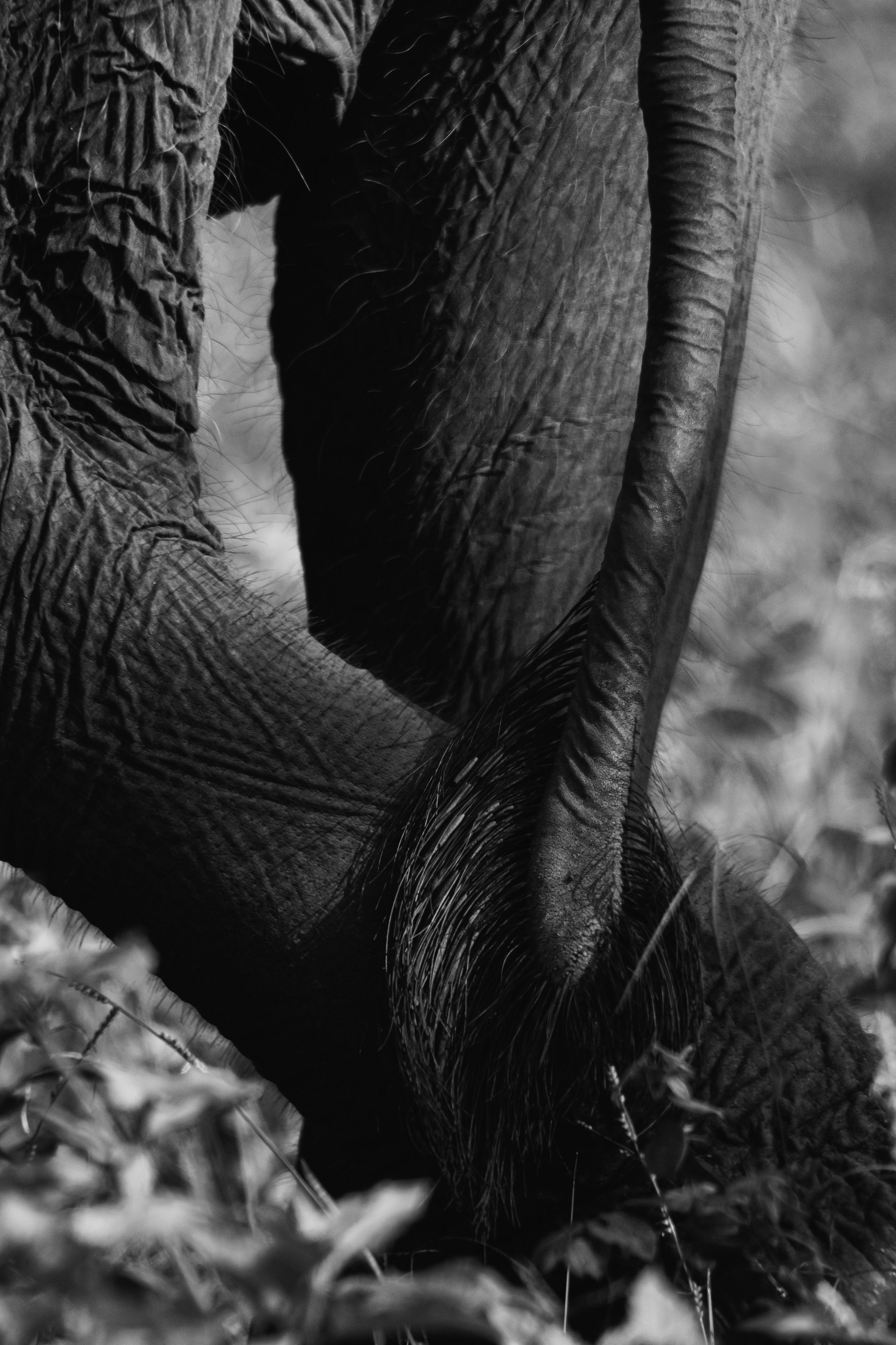 Safari. Photographer Sri Lanka