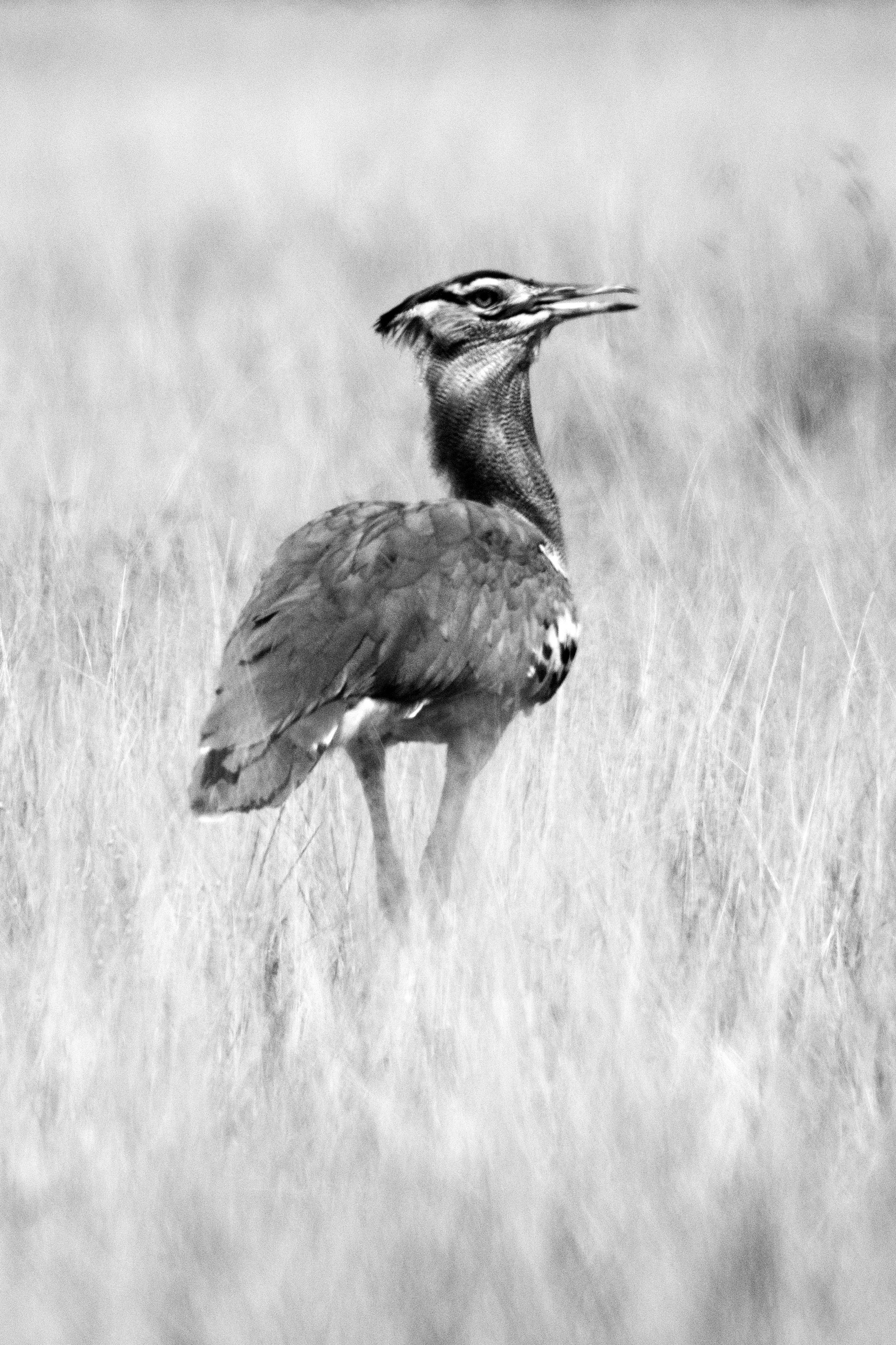 Safari. Photographer Sri Lanka
