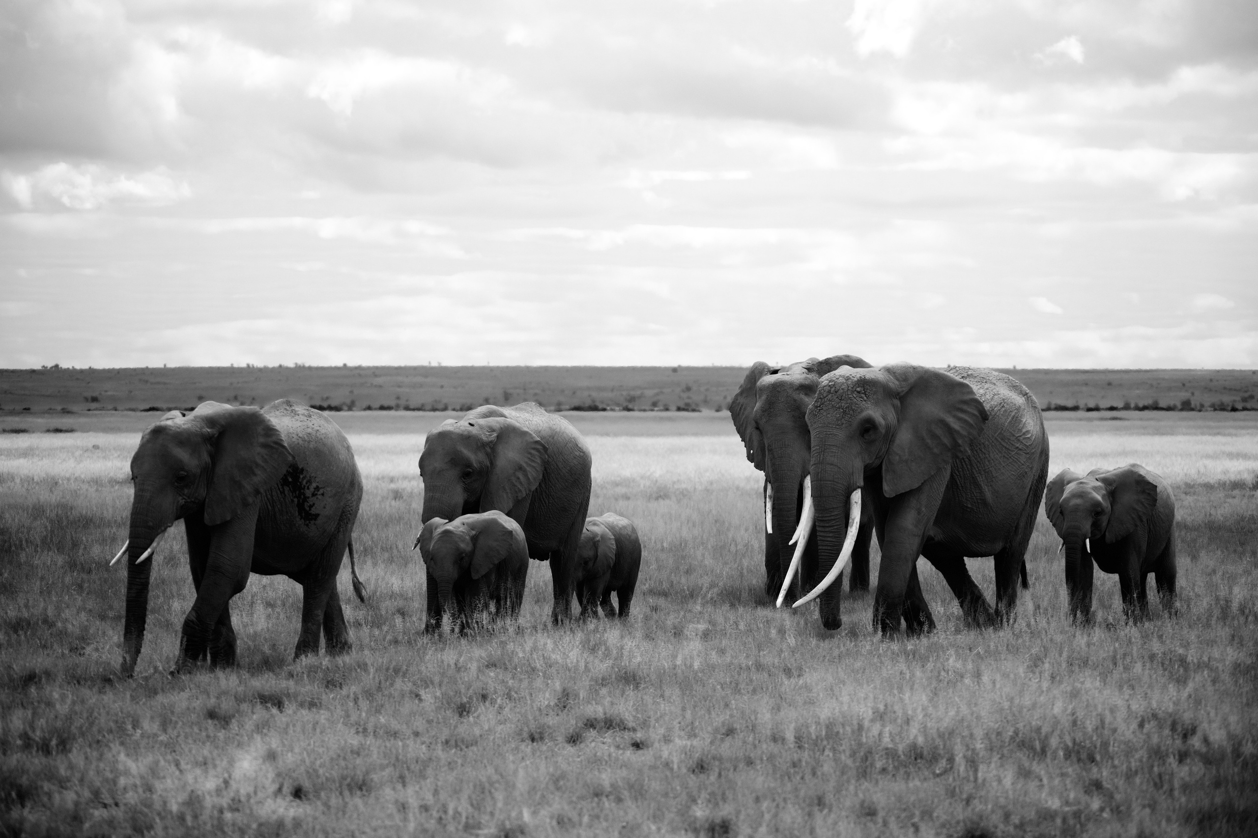 Safari. Photographer Sri Lanka