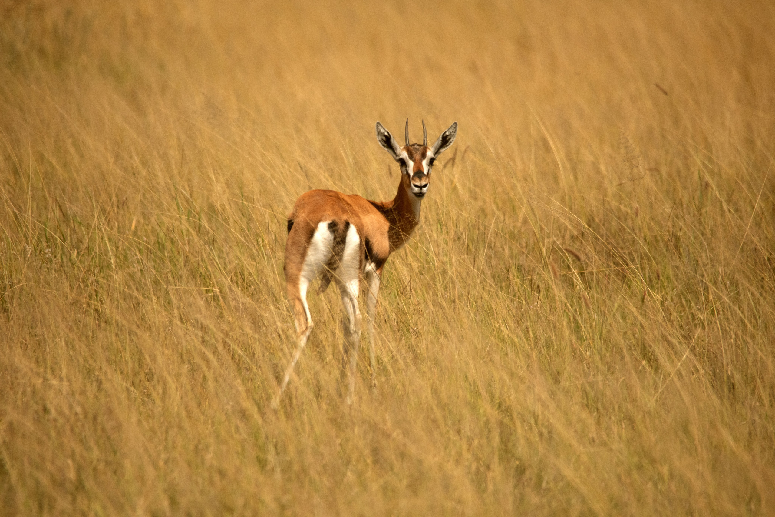 Safari. Photographer Sri Lanka