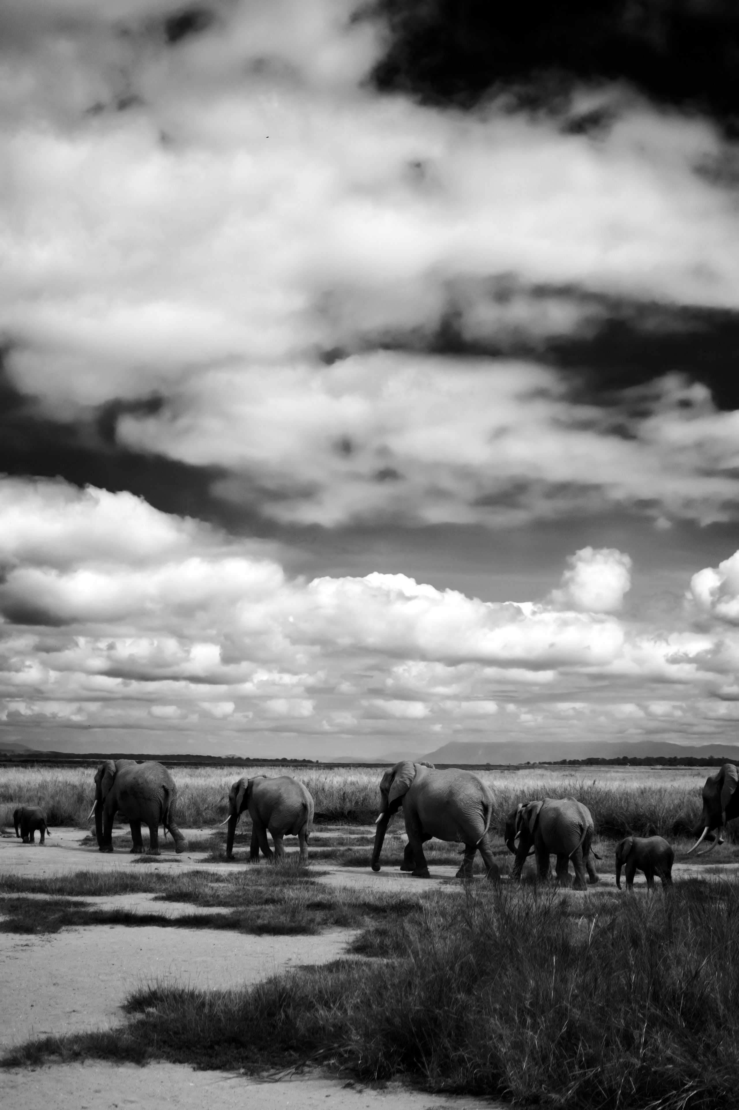 Safari. Photographer Sri Lanka