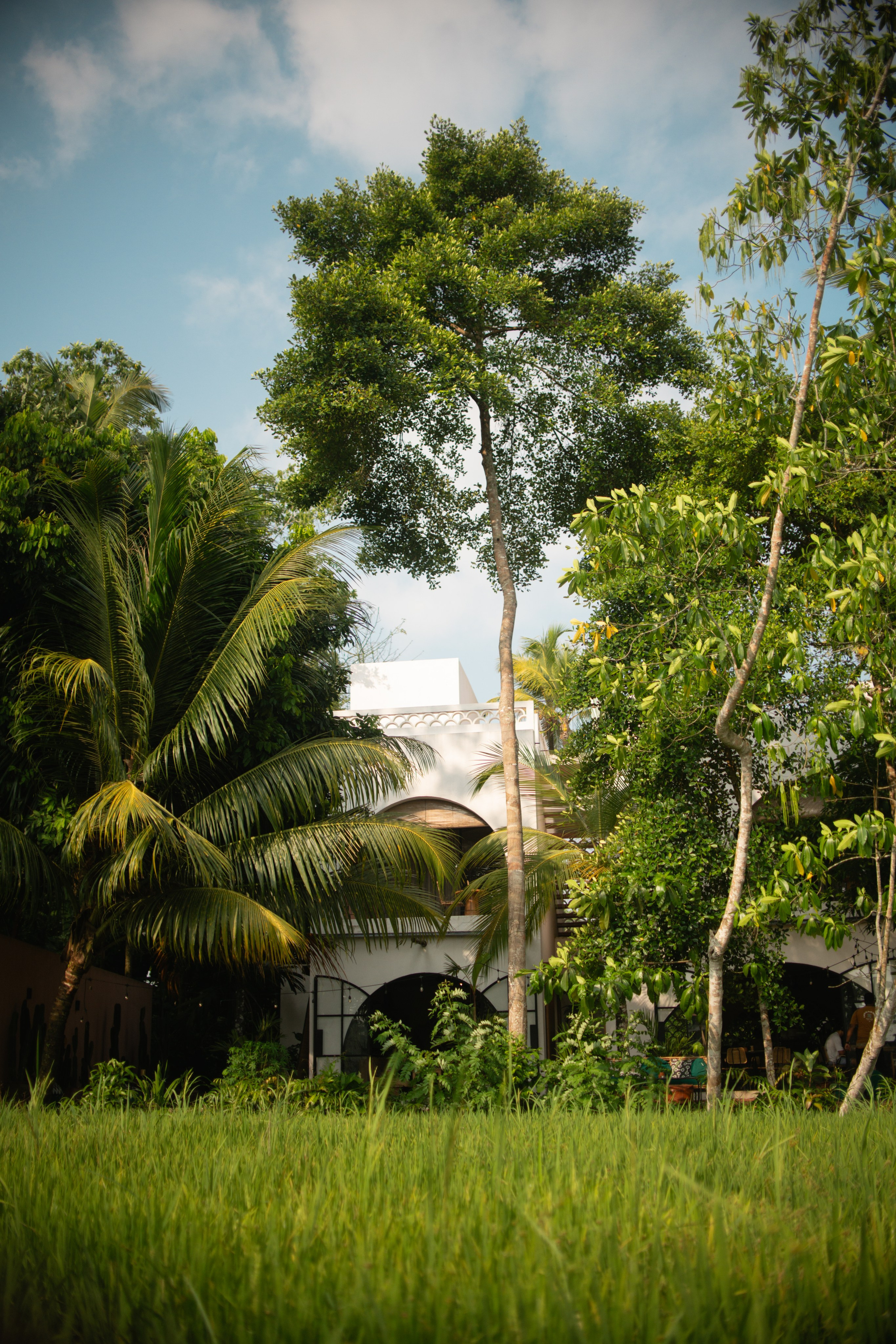 Black honey. Photographer Sri Lanka