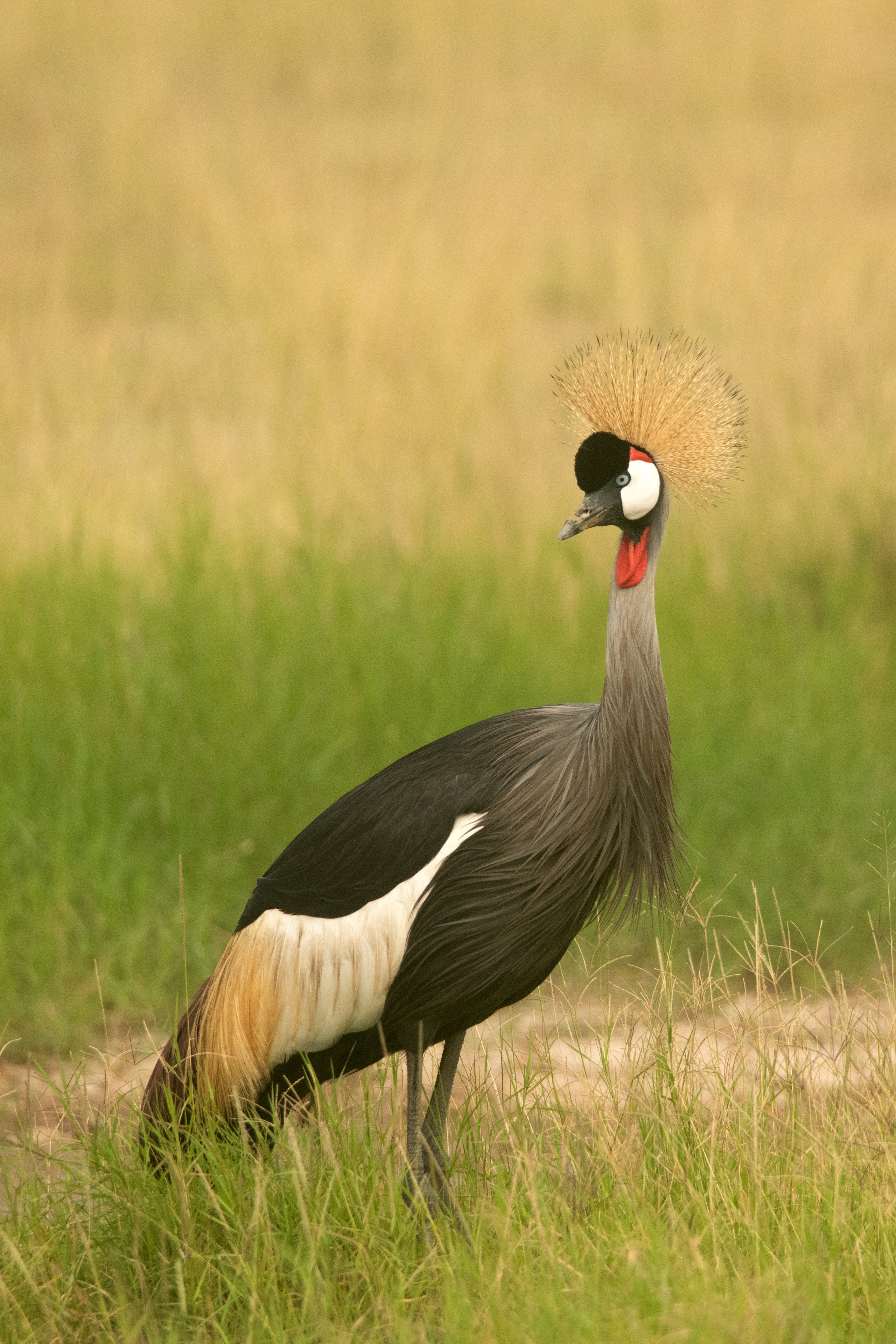 Safari. Photographer Sri Lanka