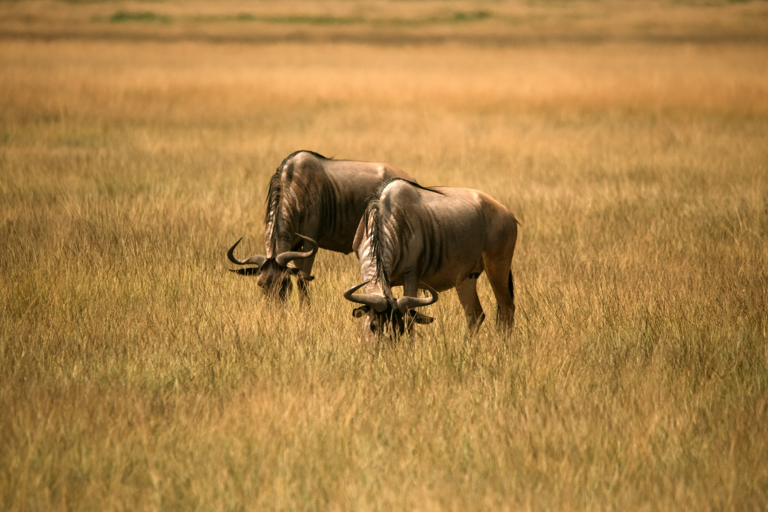 Safari. Photographer Sri Lanka