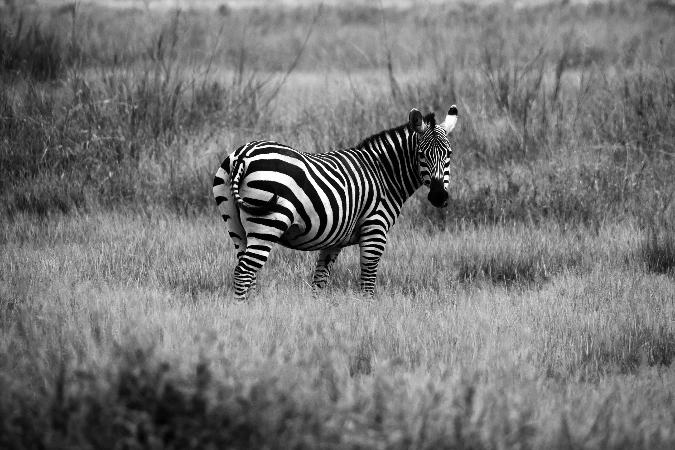 Safari. Photographer Sri Lanka