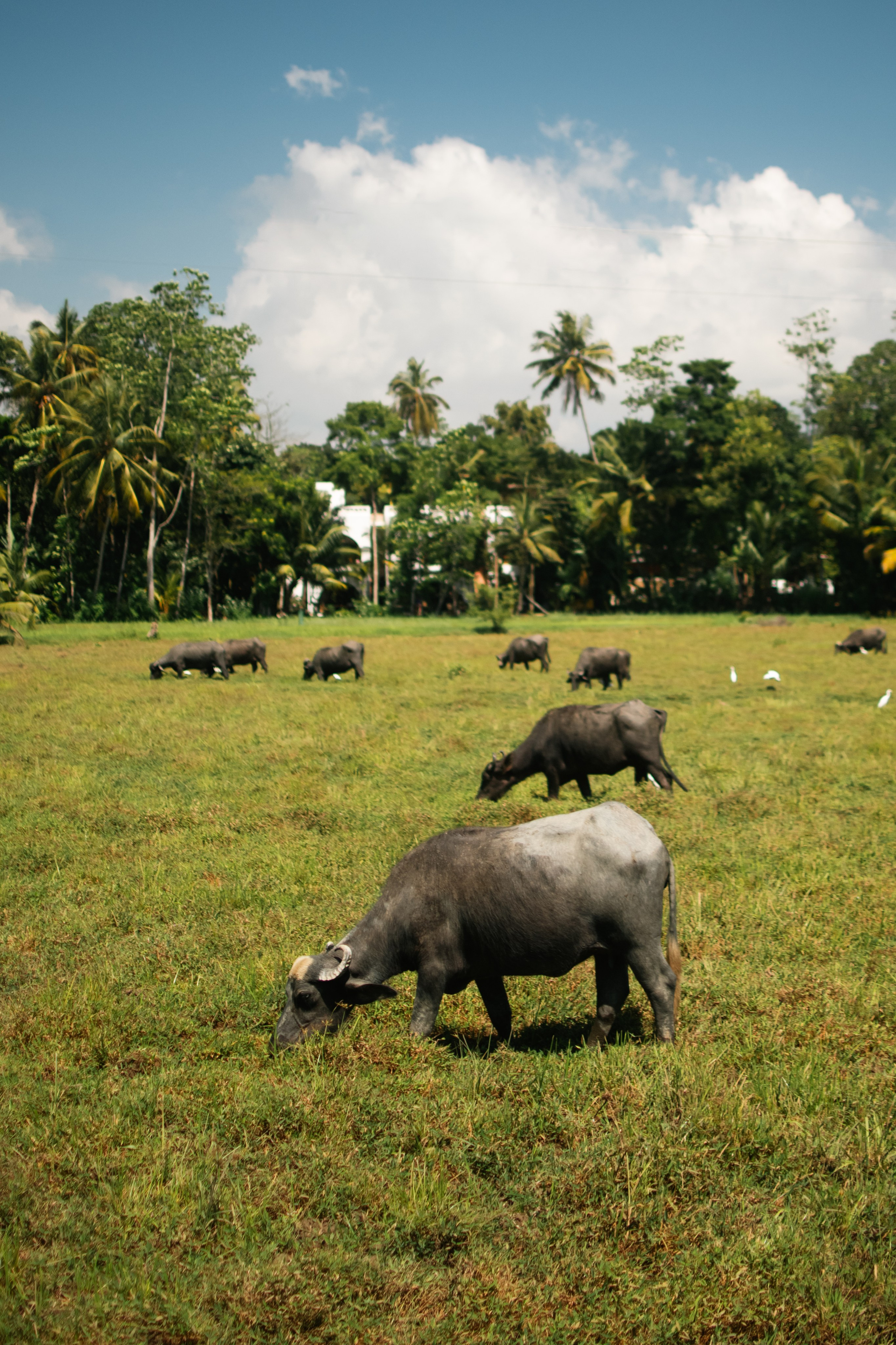Black honey. Photographer Sri Lanka
