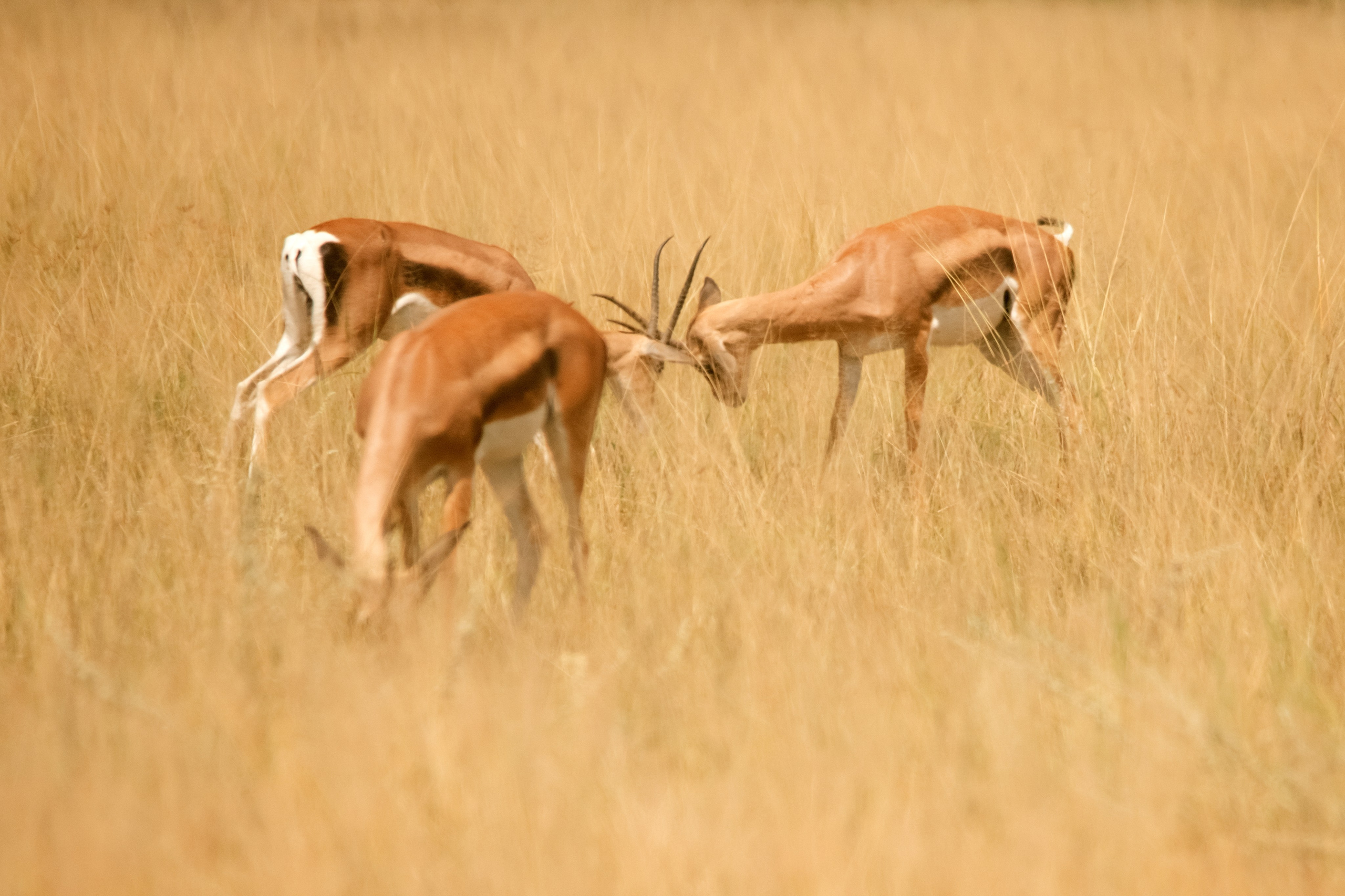 Safari. Photographer Sri Lanka